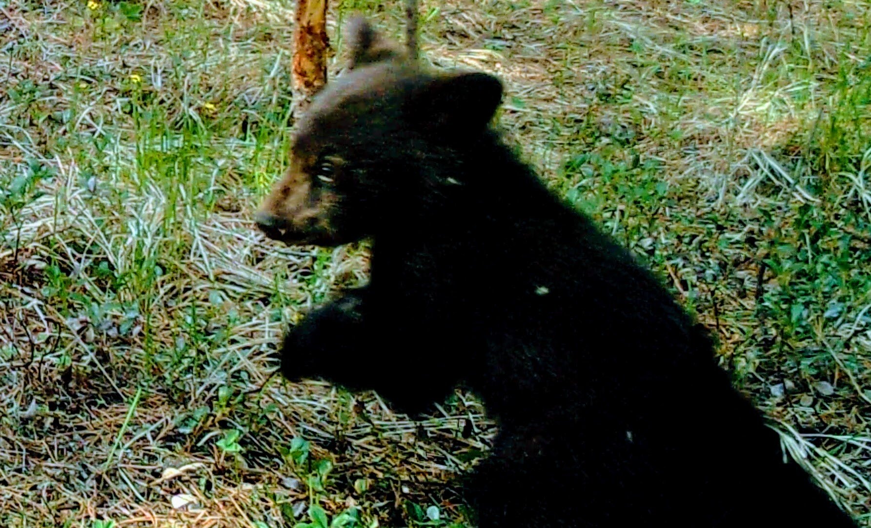 2020-05-10 New Black Bear Cubs on the Seiver Ranch #7.JPG