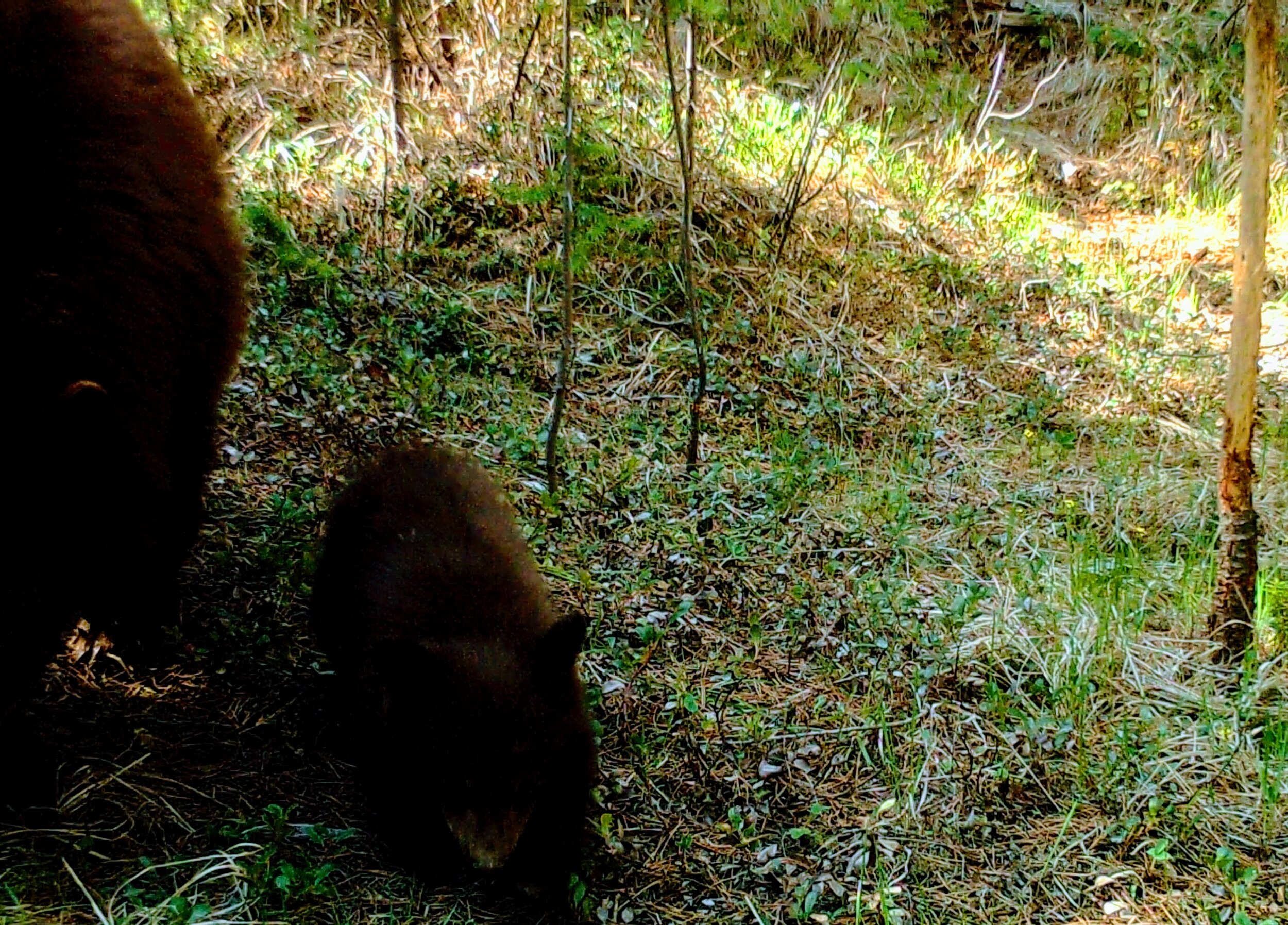 2020-05-10 New Black Bear Cubs on the Seiver Ranch #6.JPG