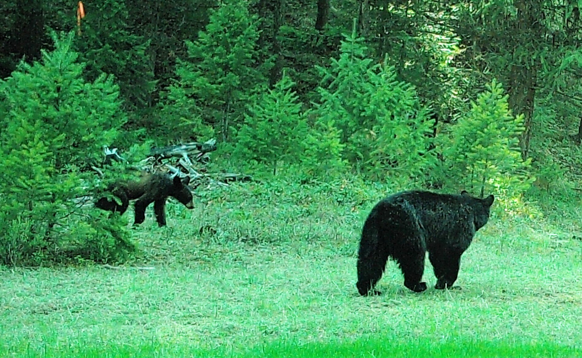 2020-05-16 Black Bear & Cub near Seiver Ranch Shed #1.JPG