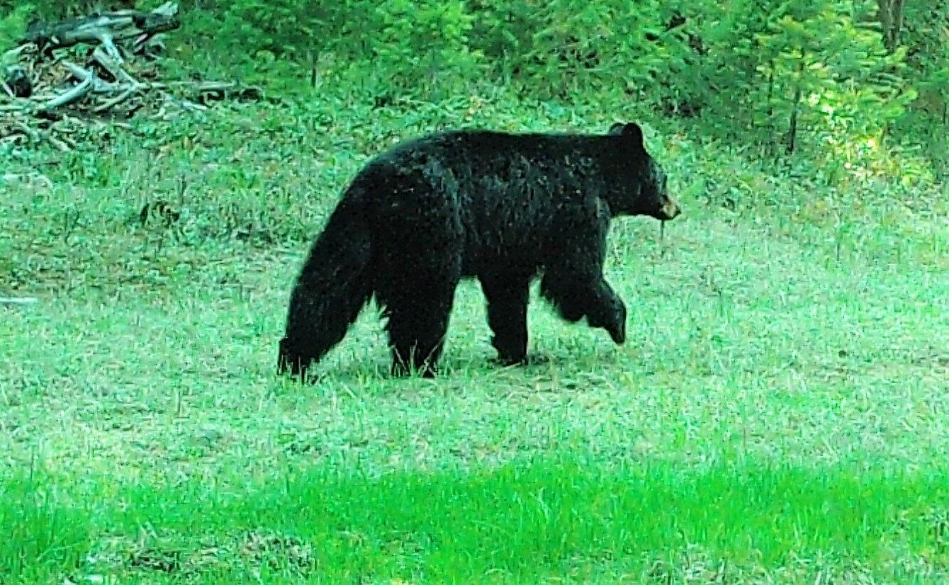 2020-05-16 Black Bear near Seiver Ranch Shed #2.JPG