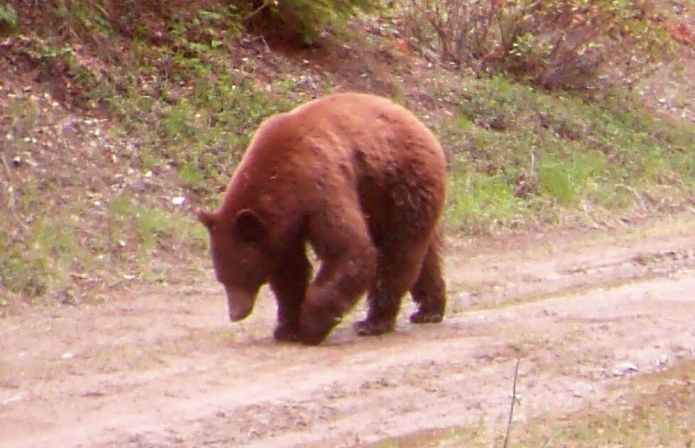 2020-05-17 Large Black (Cinnamon colored) Bear on SR.JPG