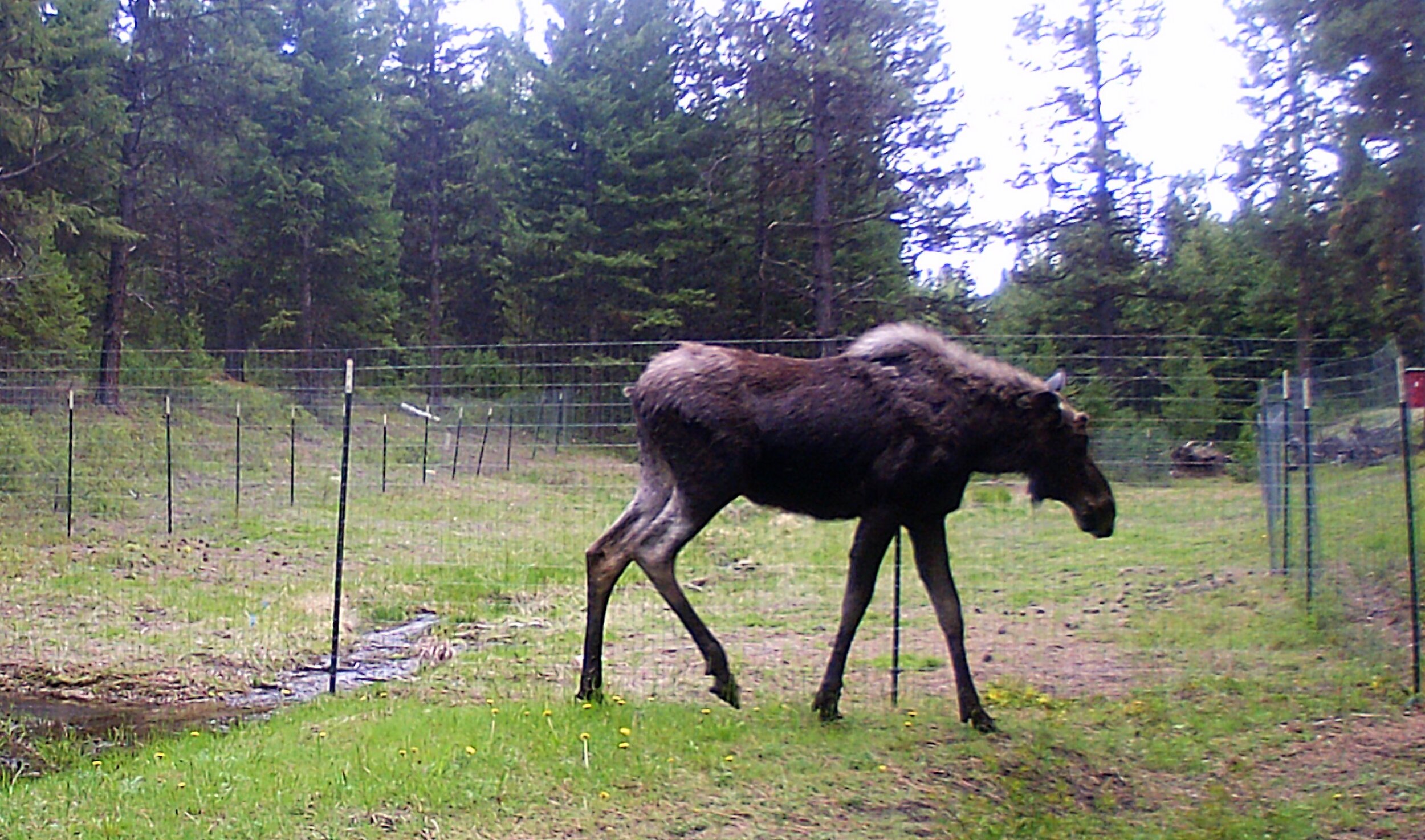 2020-05-21 Moose at SR Shed Pond.JPG