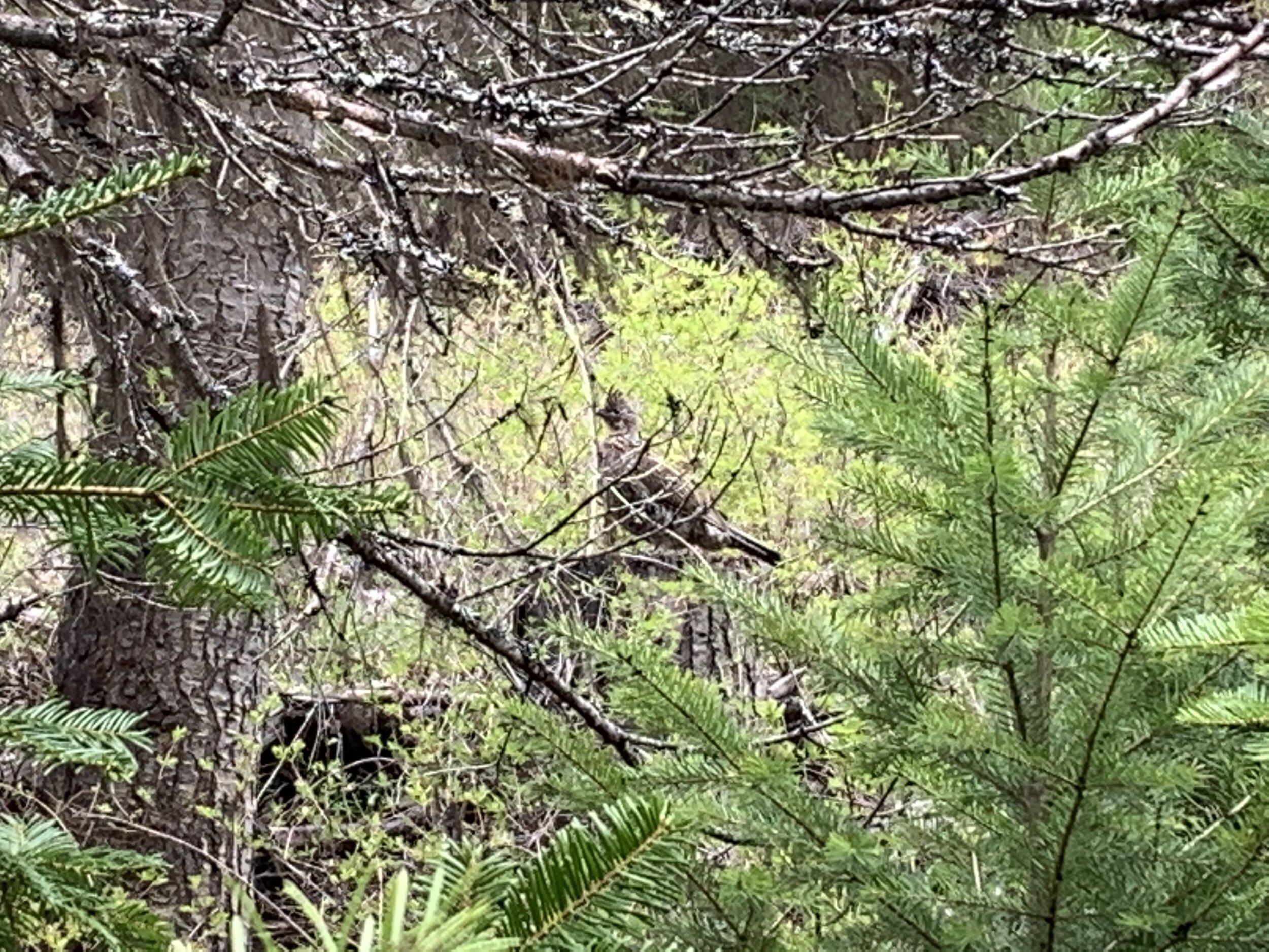 2020-05-17 Ruffed Grouse on the Seiver Ranch.jpg