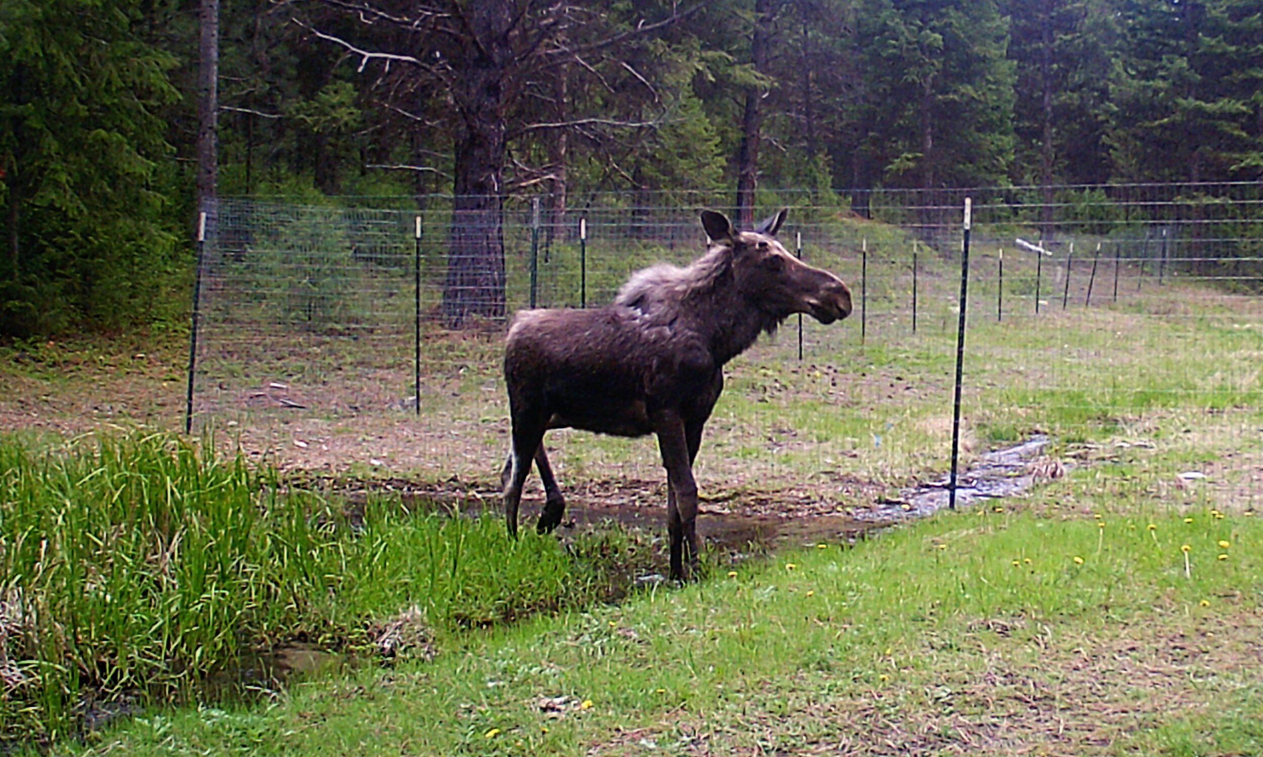 2020-05-21 Moose in Pond at SR Shed.JPG