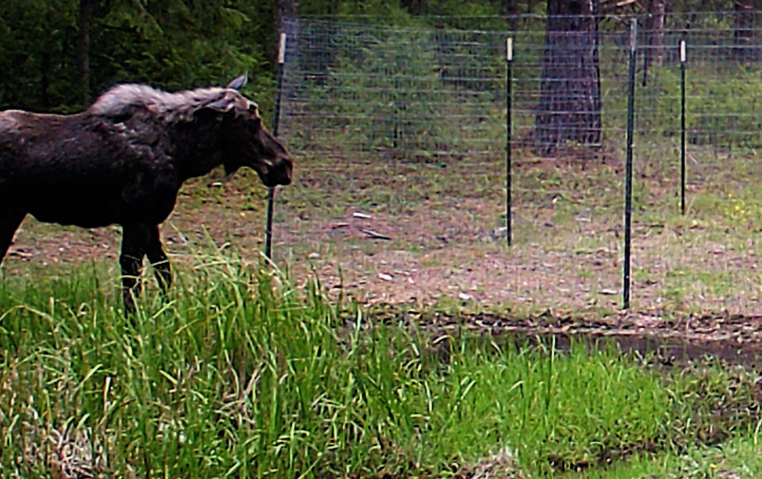 2020-05-21 Moose in SR Shed Pond.JPG