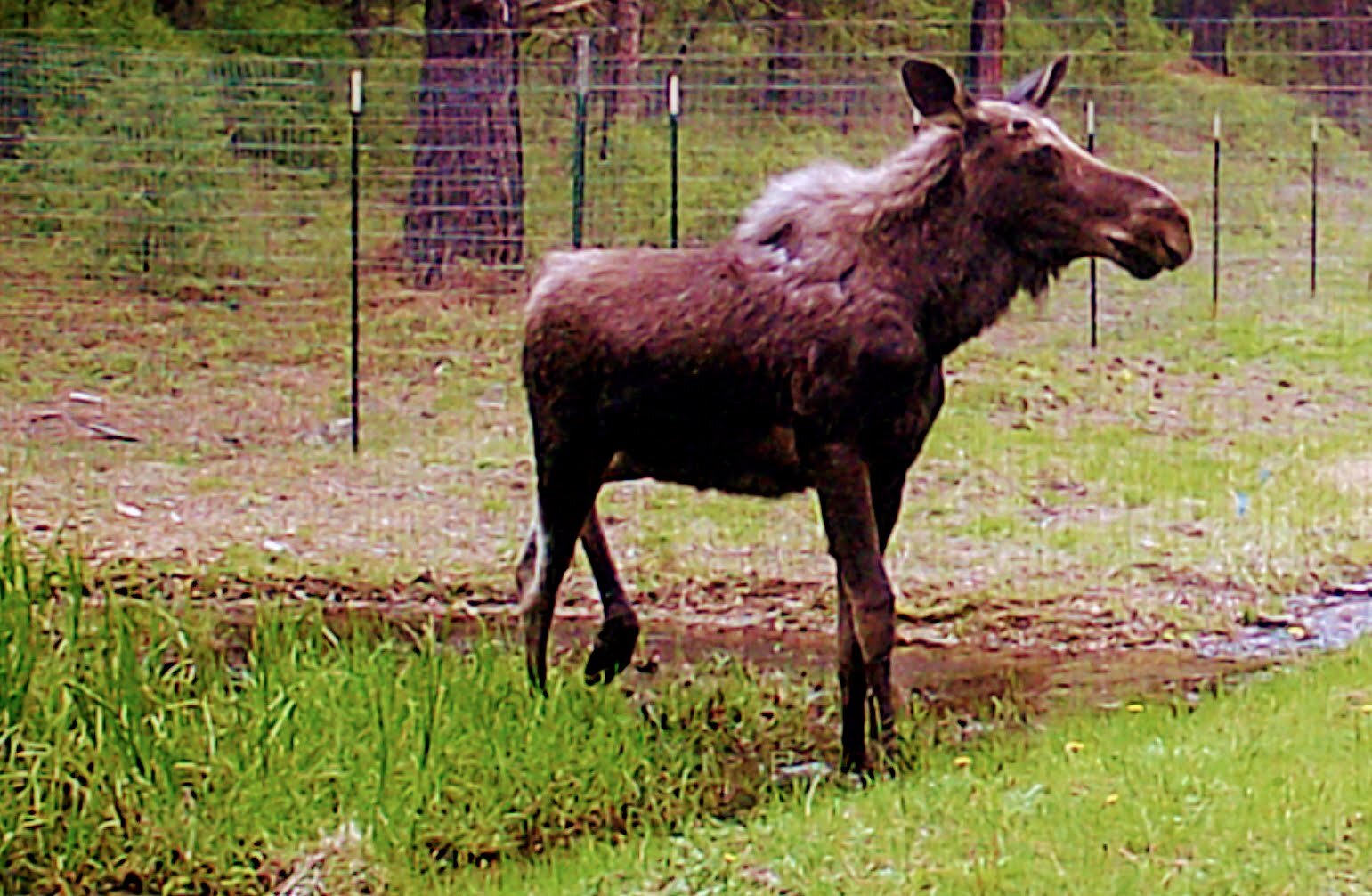 2020-05-22 Moose by the Seiver Ranch Shed #4.JPG