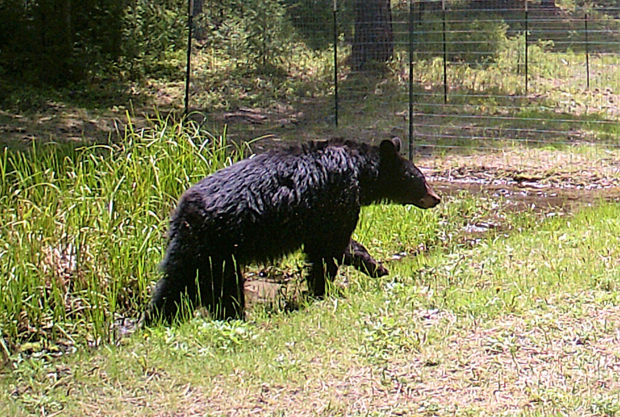 2020-05-27 Black Bear at SR Shed Pond.JPG