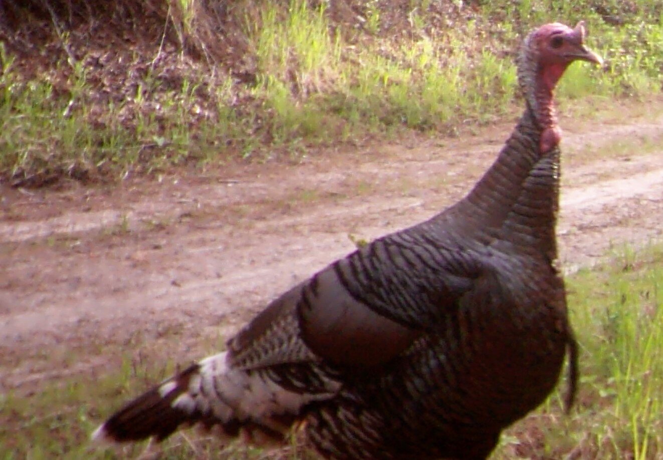 2020-05-29 Tom Turkey on Seiver Ranch.JPG