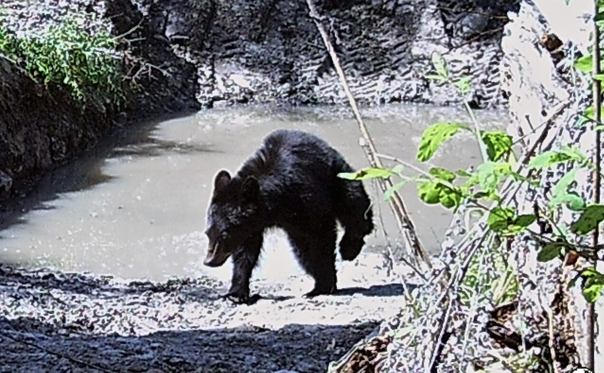 2020-06-11 Black Bear at the Seiver Ranch Center Draw Pond.JPG