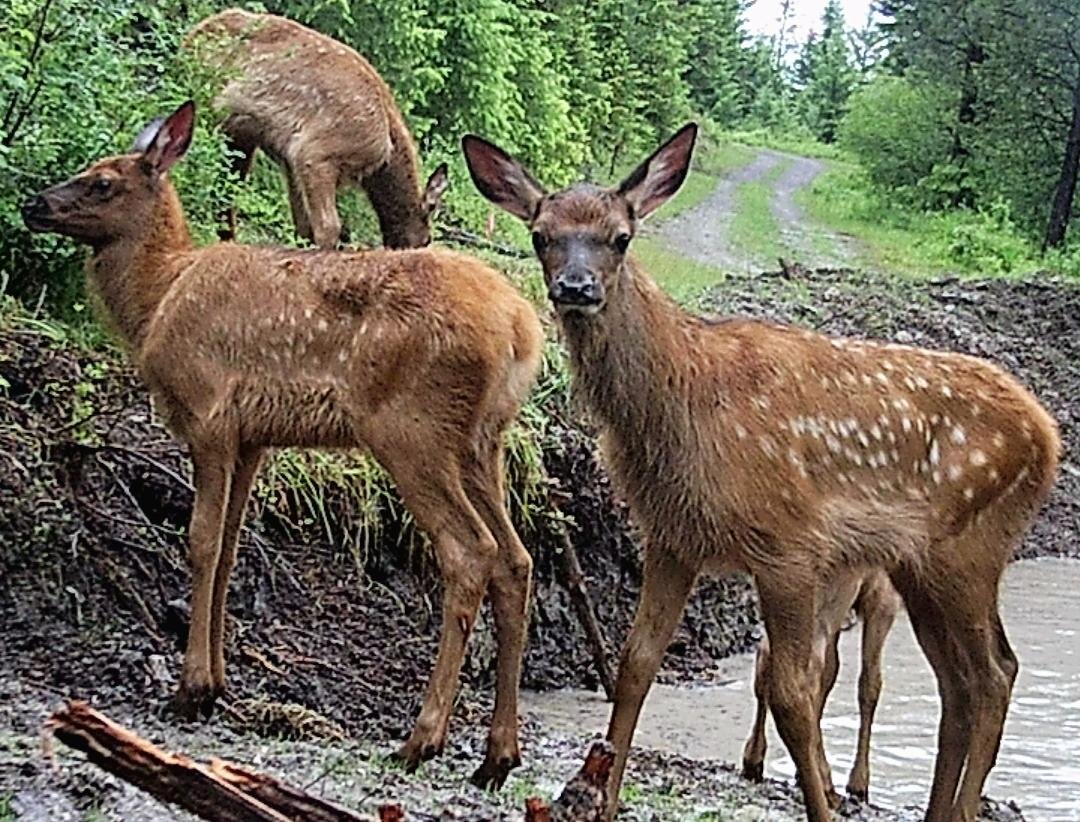 2020-06-13 Juvenile Elk on SR.jpg