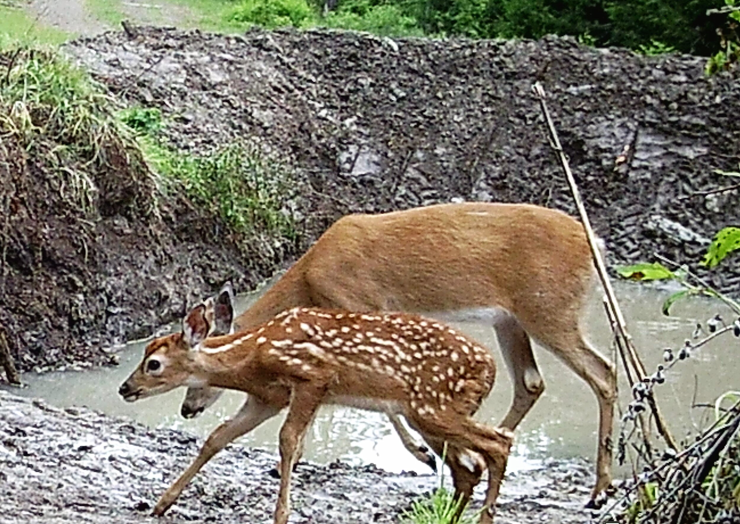 2020-06-17 Momma and Baby Deer at Center Draw Pond.JPG