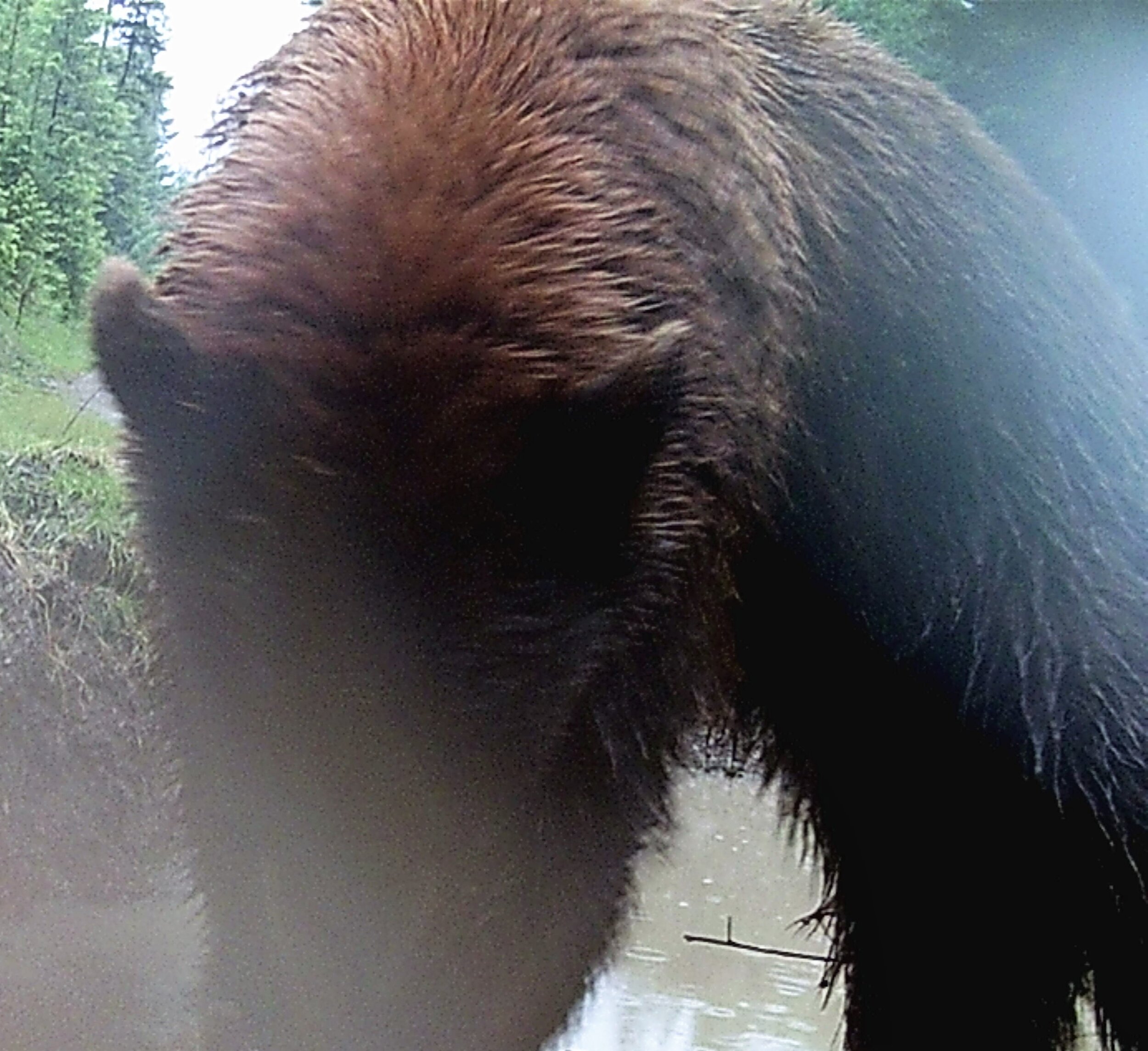 2020-06-29 Black Bear at Center Draw Pond #1.JPG