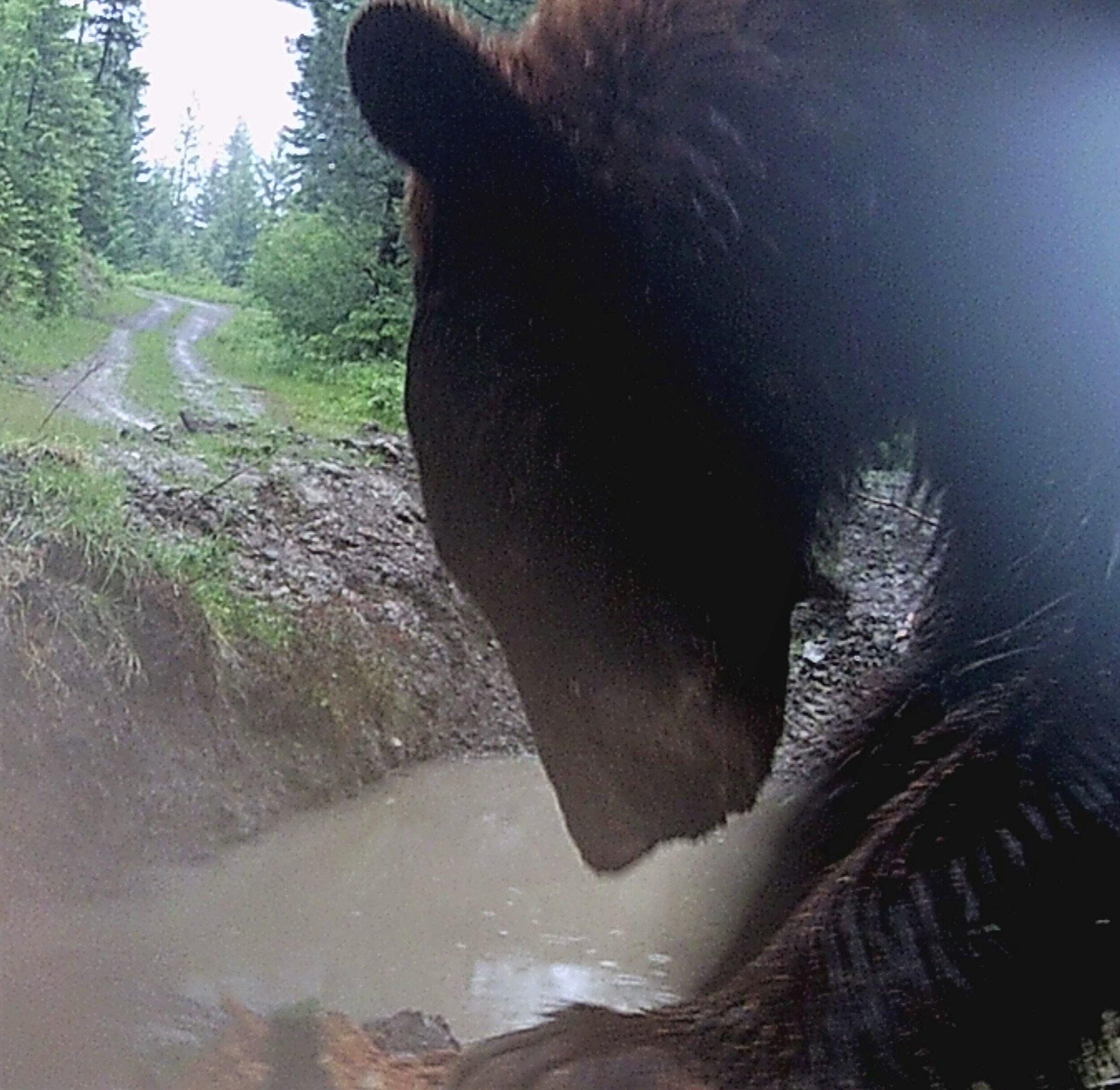 2020-06-29 Black Bear at Center Draw Pond #2.JPG