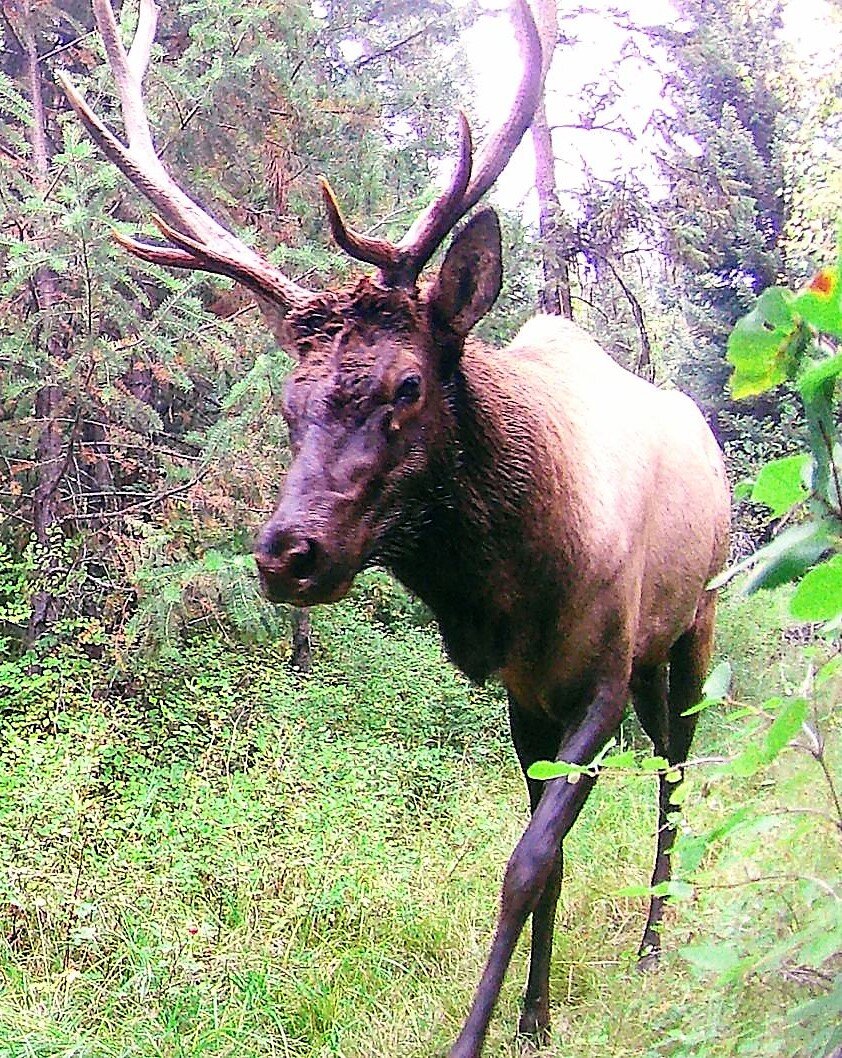 2020-09-19 Bull Elk on SR.jpg