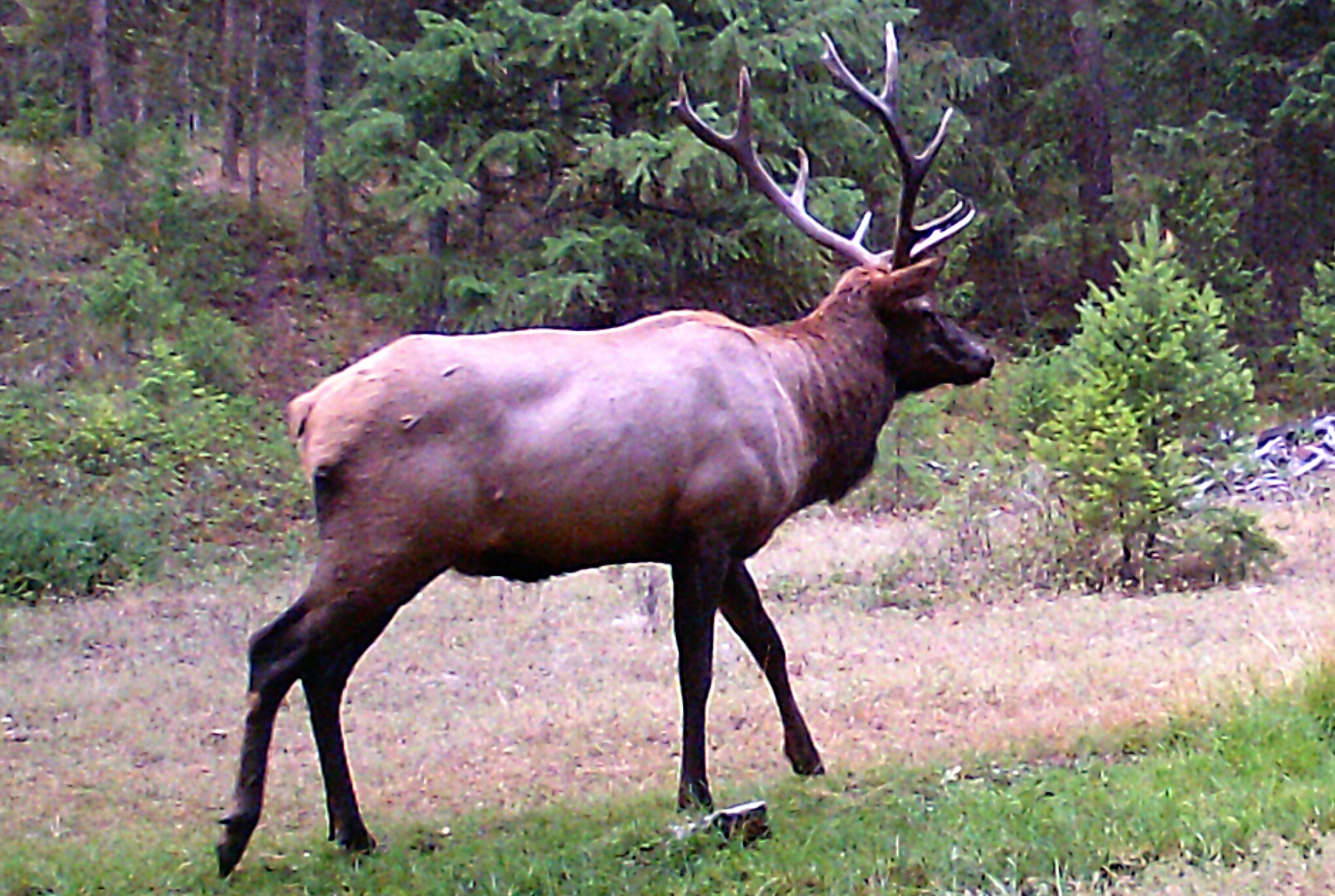 2020-09-23 Elk near Shed on SR #3.JPG