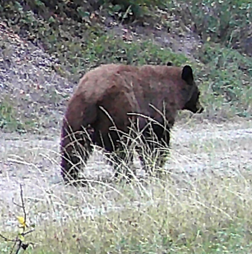 2020-09-27 Black Bear on SR between Center Draw Pond and Lower Y.JPG