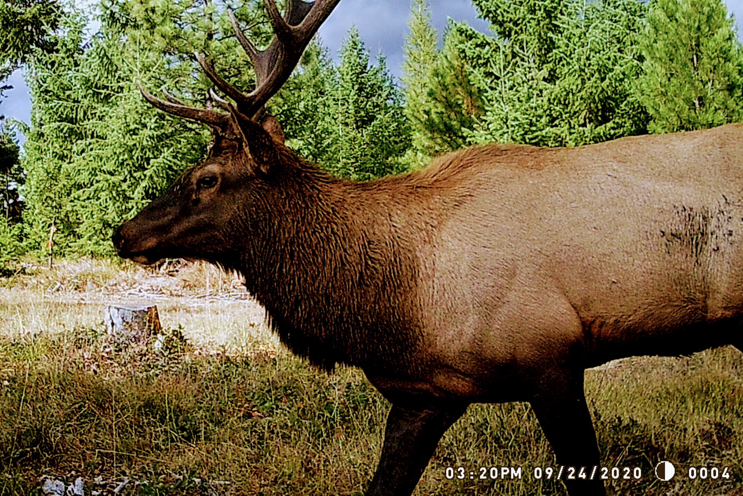 2020-09-24 Bull Elk on the Seiver Ranch Montana.jpg