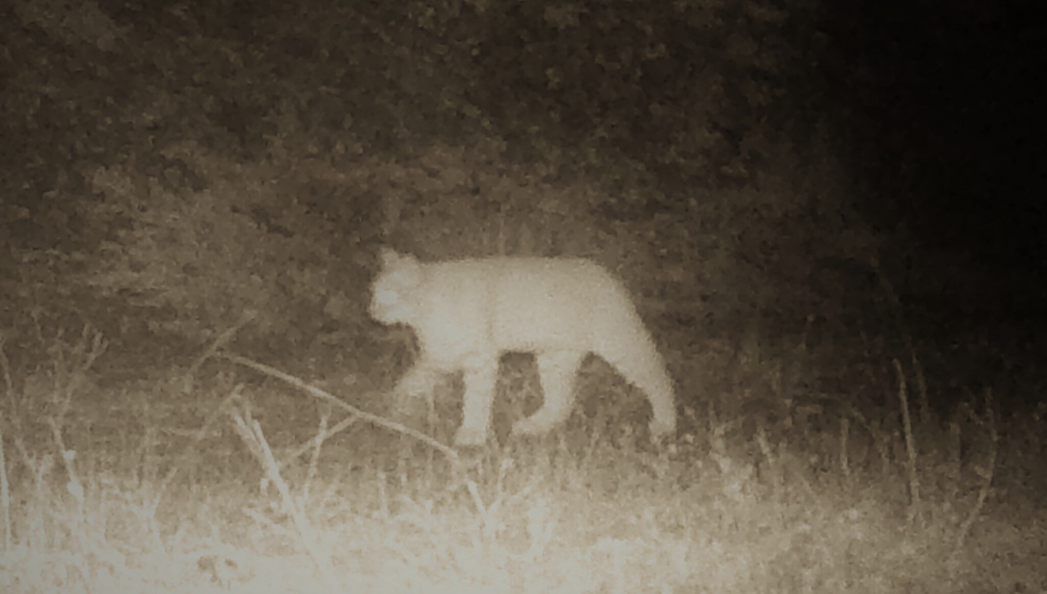 2020-10-17 Bobcat on Seiver Ranch.JPG