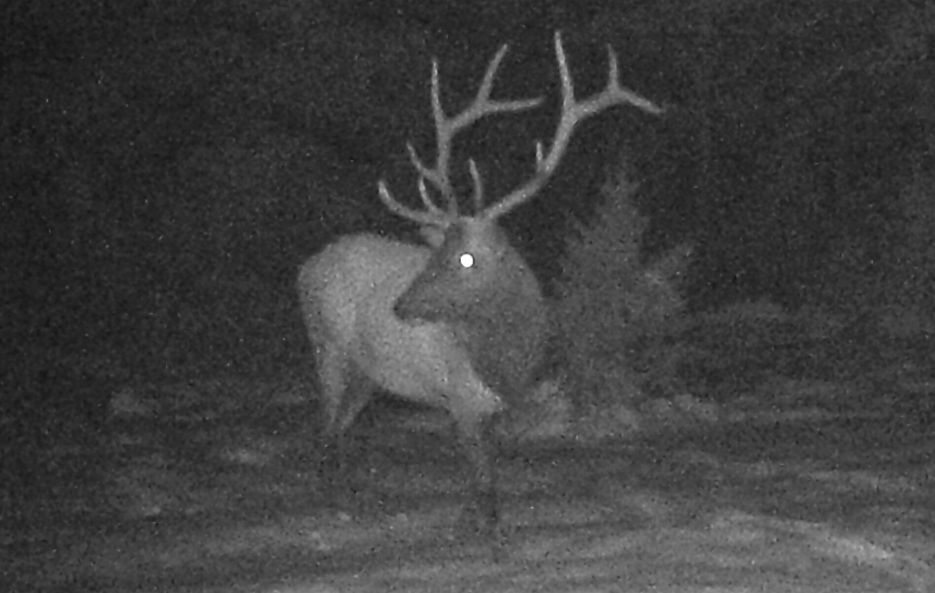 2020-10-28 Bull Elk on Seiver Ranch.JPG