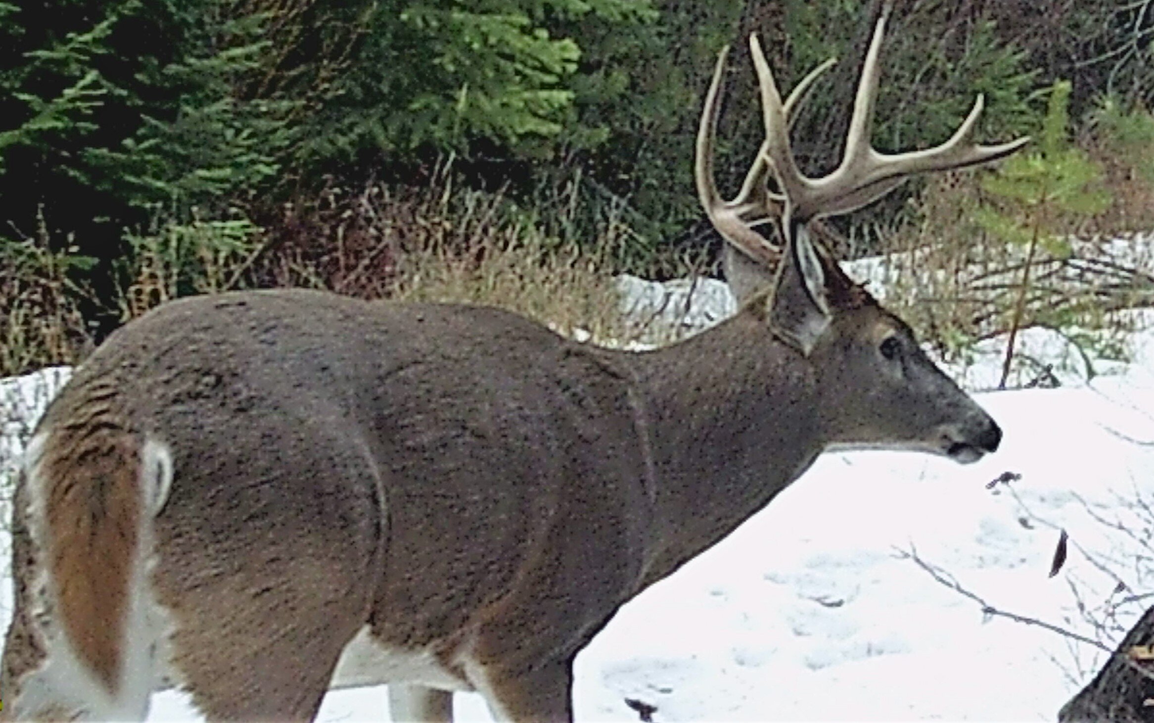 2020-10-30 White-tailed Deer on SR.JPG