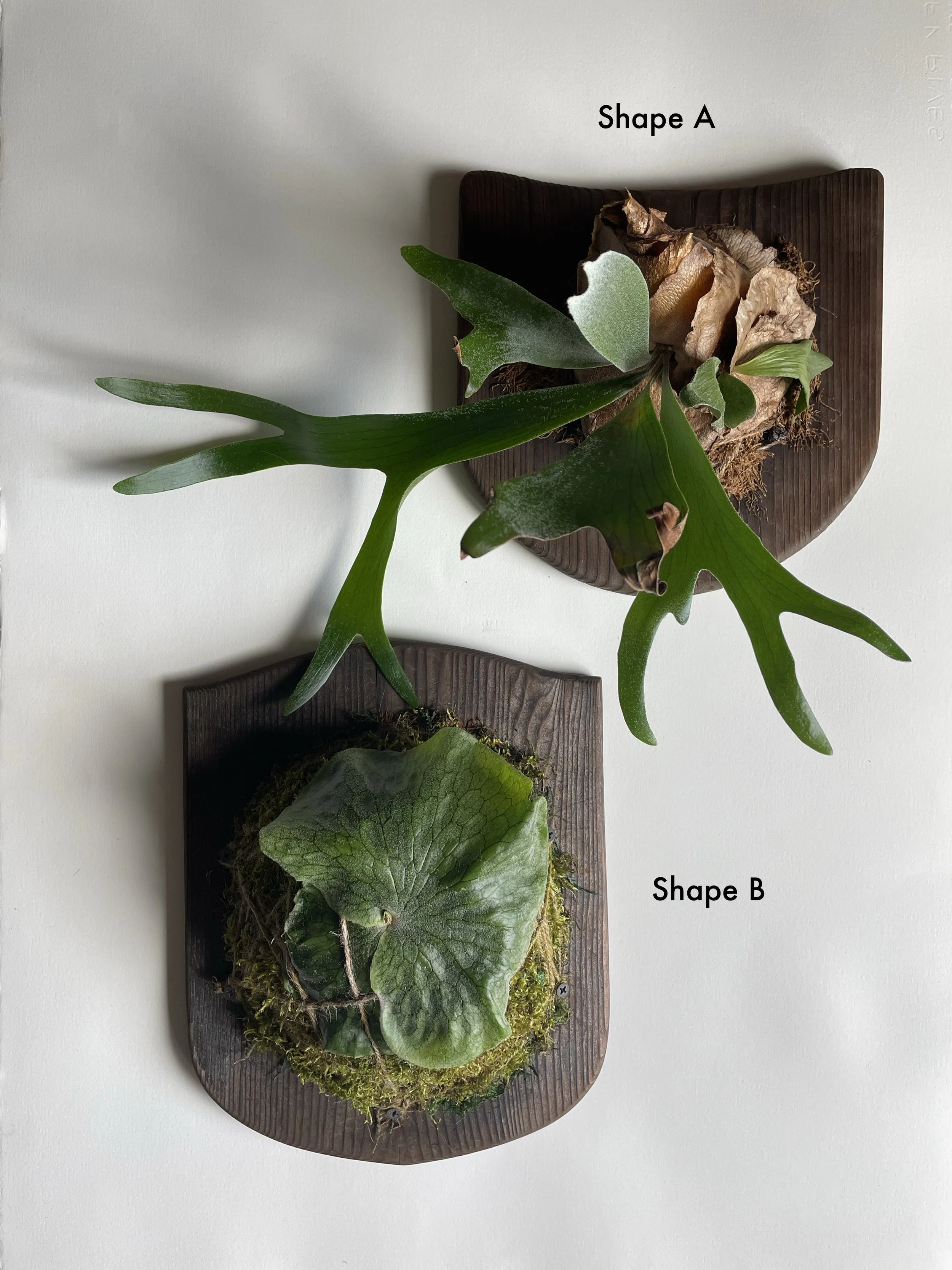 plantmountboardshape.jpeg