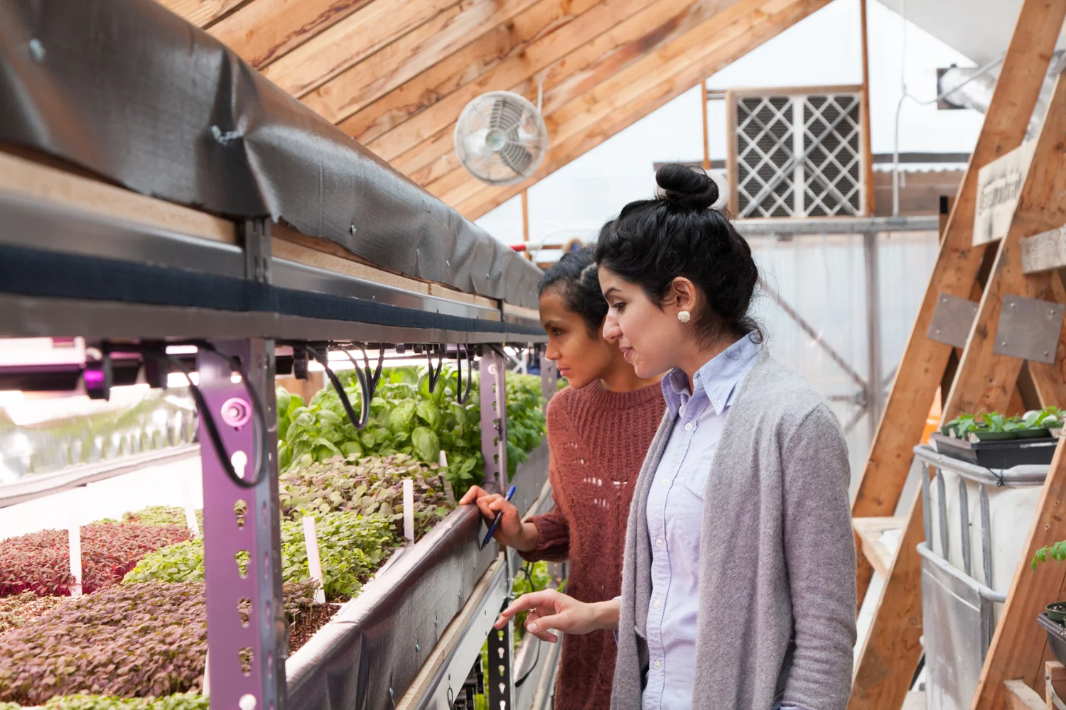 Debi giving me a lesson in Aquaponics. The micro-greens were very tempting and difficult not to eat.