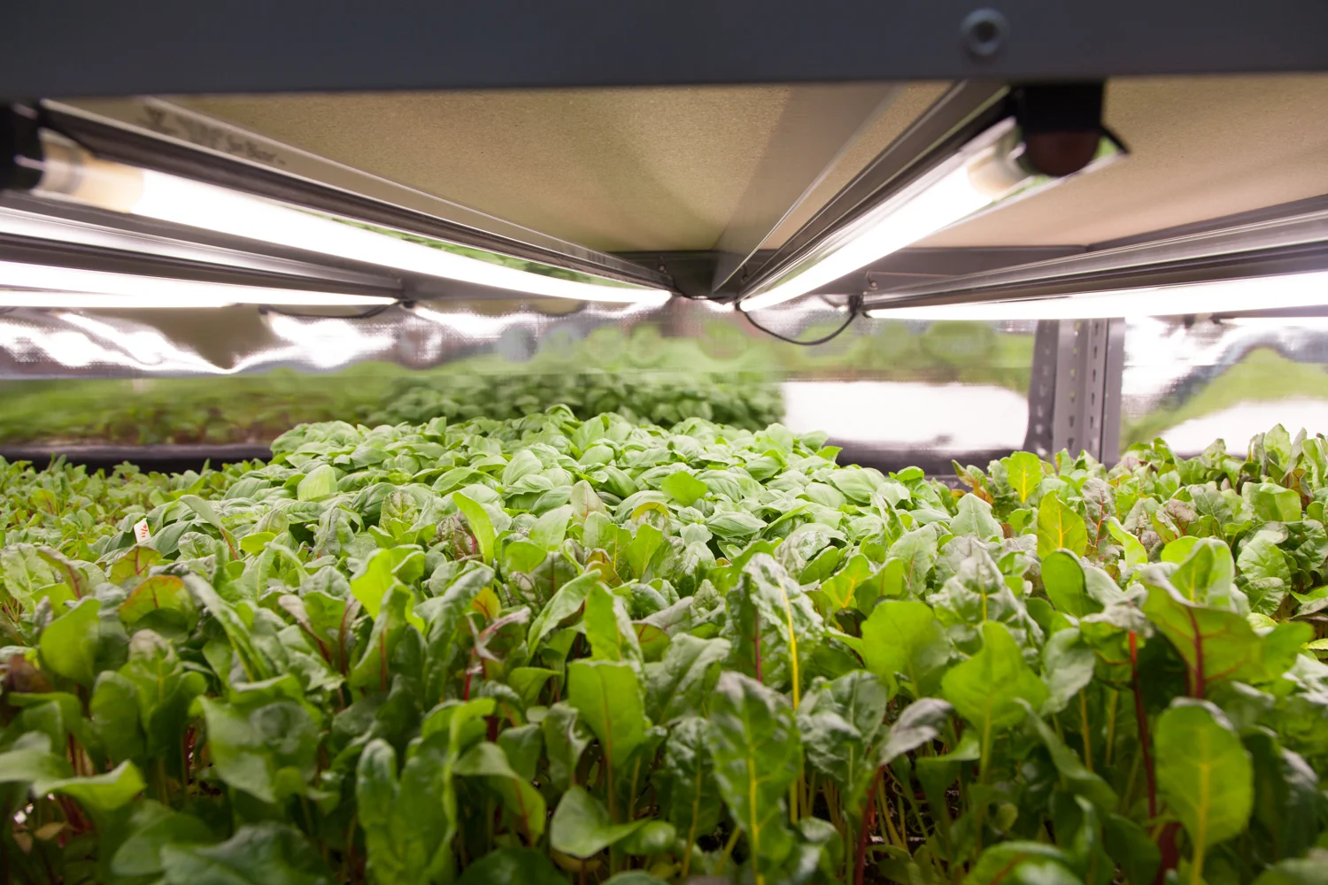 You can get a taste of this beautiful Swiss Chard at Sakara Life or Maple.