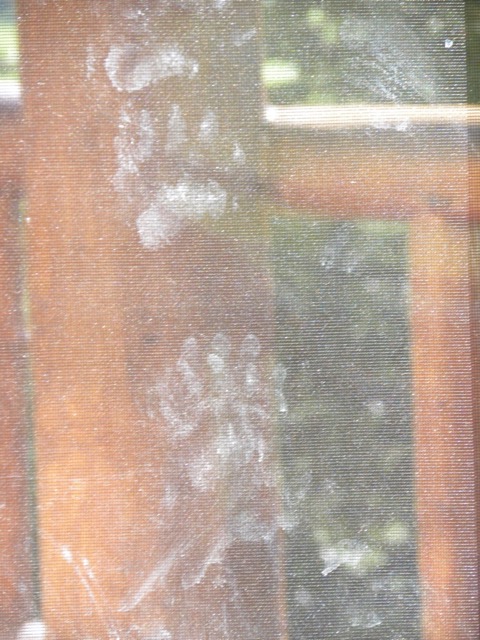 Bear paw prints