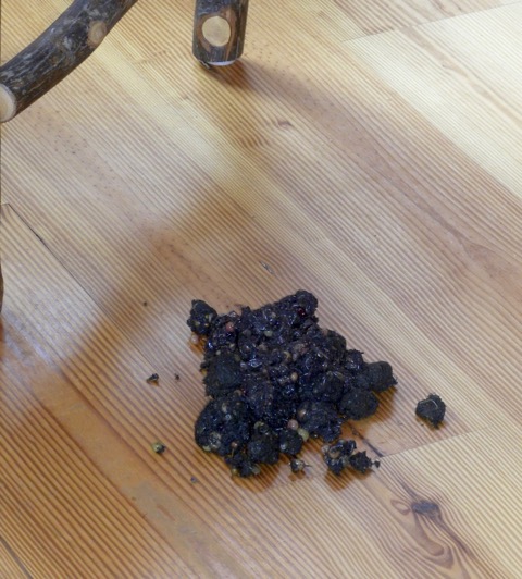 Bear scat