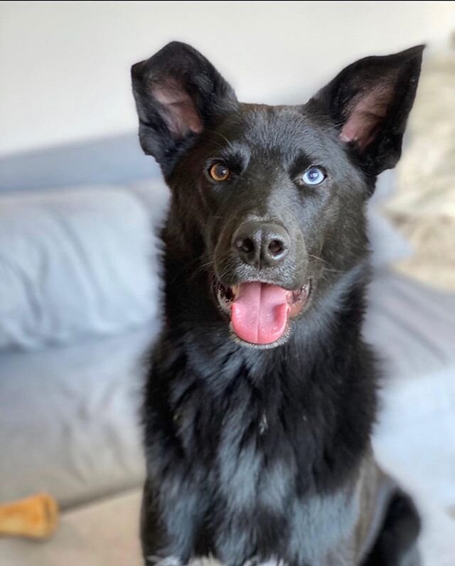 #PUPDATE - &ldquo;Hi! This is Remy (#k9alias Pup Rubble) He was adopted July 27 2019 and just turned 1 in March. Recently described as the most excited dog anyone has ever seen 😂 he loves every person and dog he meets. His middle name is Scherzer af