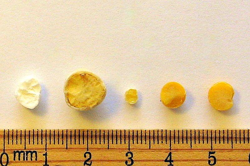 Caption: Comparison of seed cross-sections with Ararat specimen (L to R)—tapioca; chickpea; Locus 3 chickpea; soy; and lentil. Credit: PRC, Inc. Related Press Releases : "Noah's Ark" Prehistoric Sites Exhibit Evidence for the Dome
