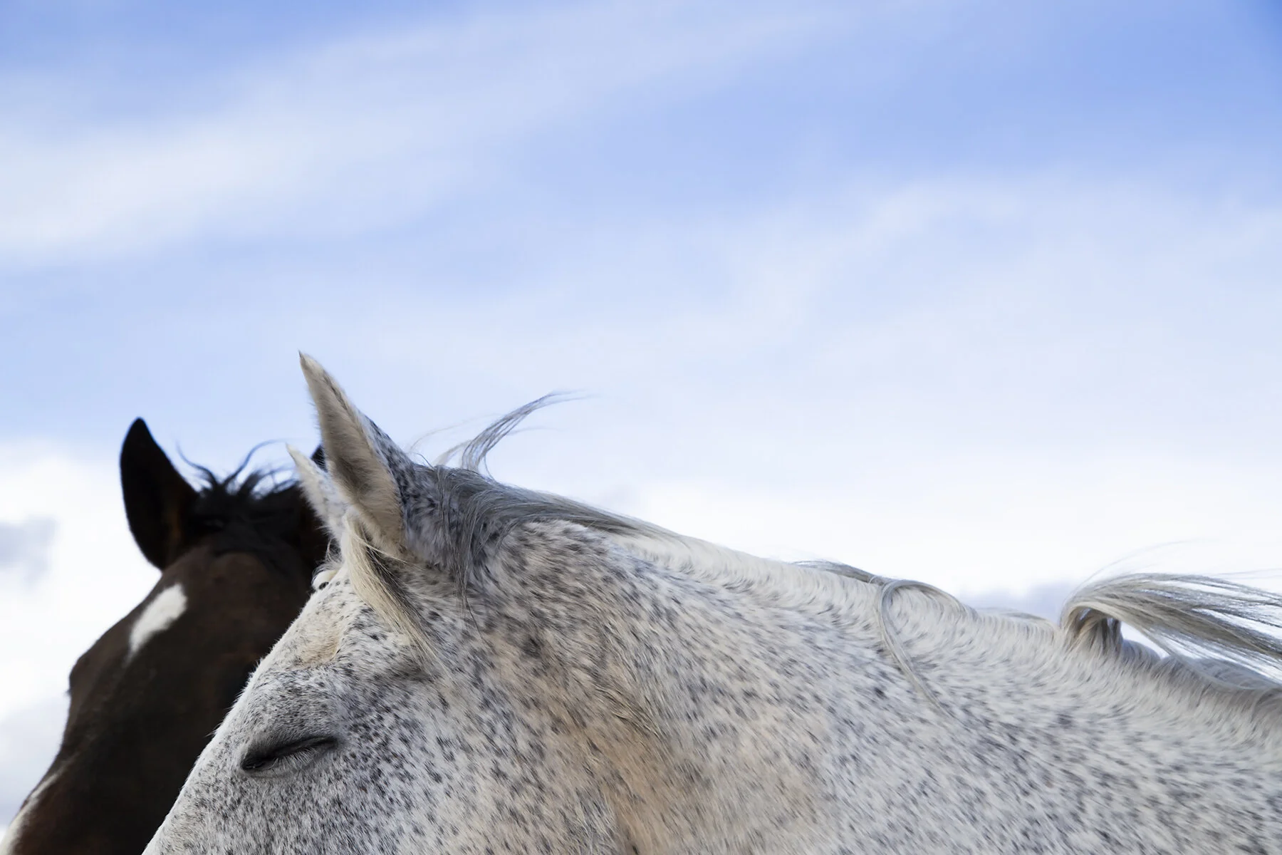 _the_mares_03.jpg