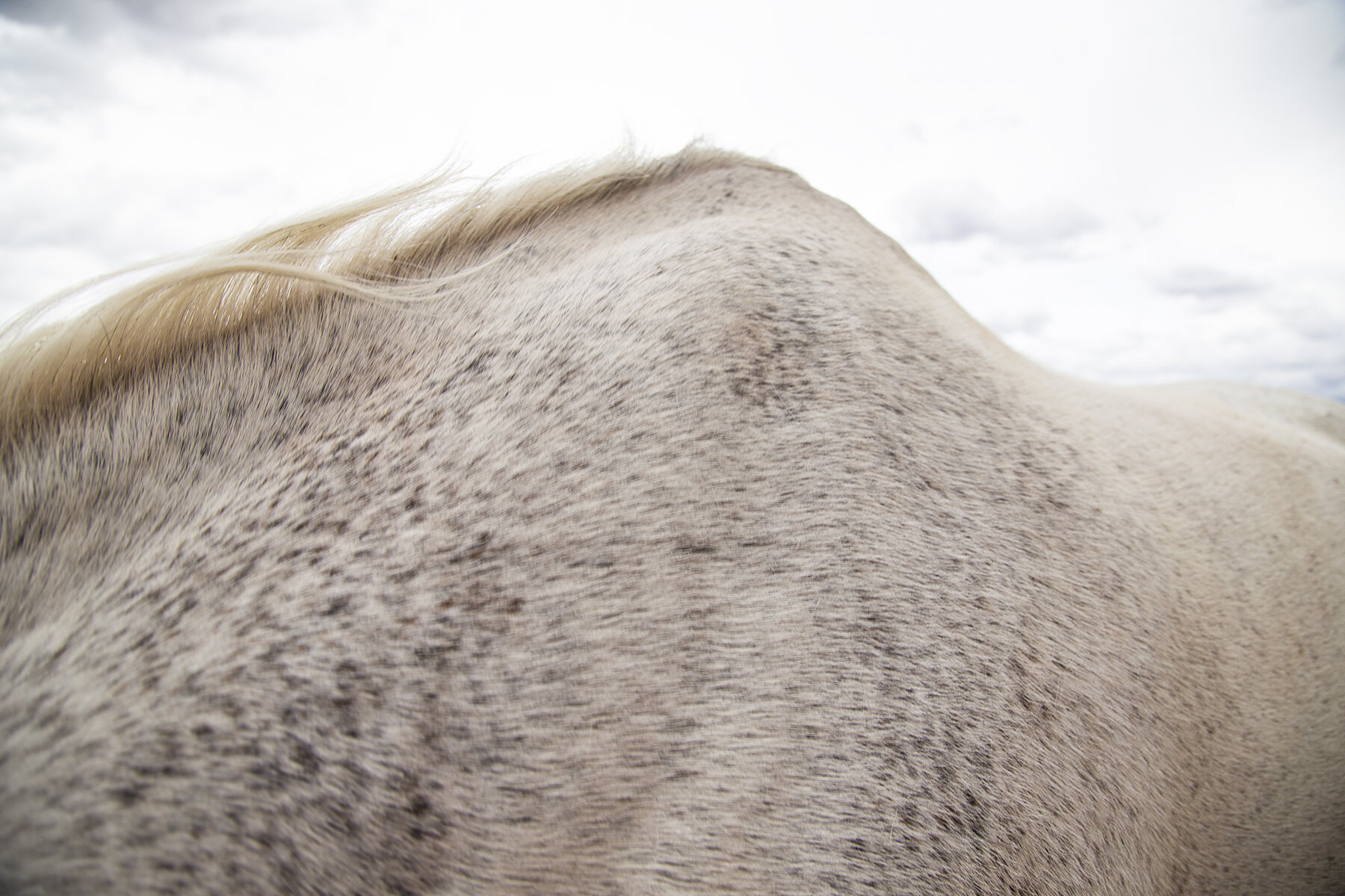 _the_mares_04.jpg