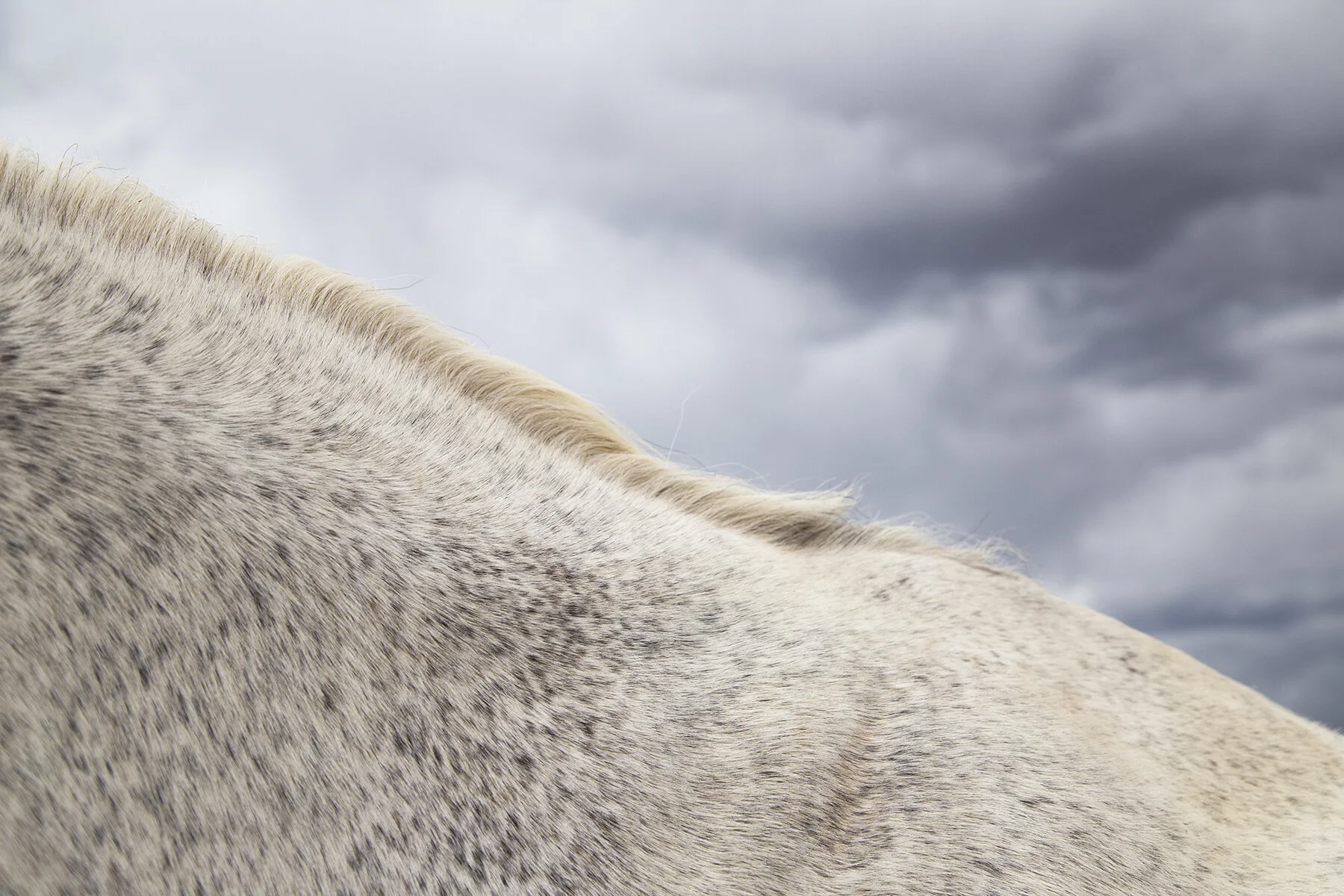 _the_mares_06.jpg