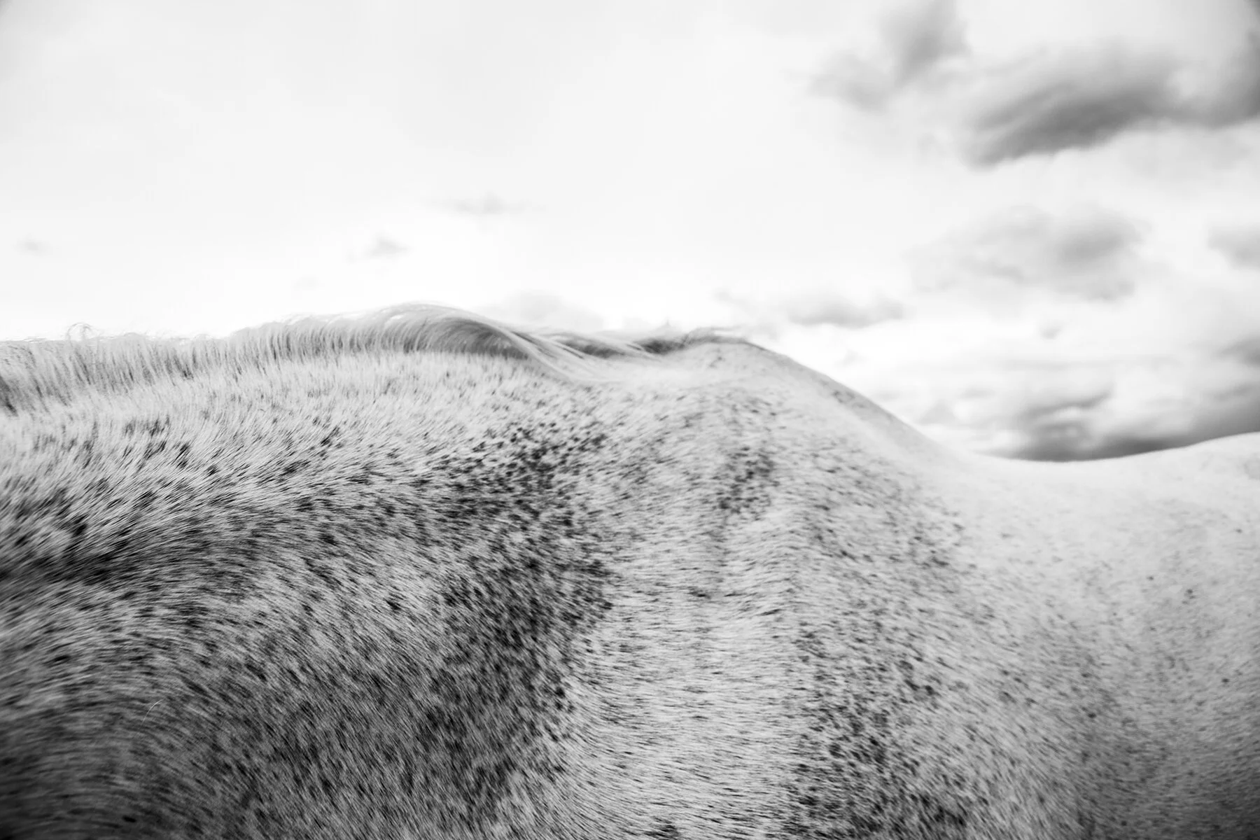 _the_mares_07.jpg