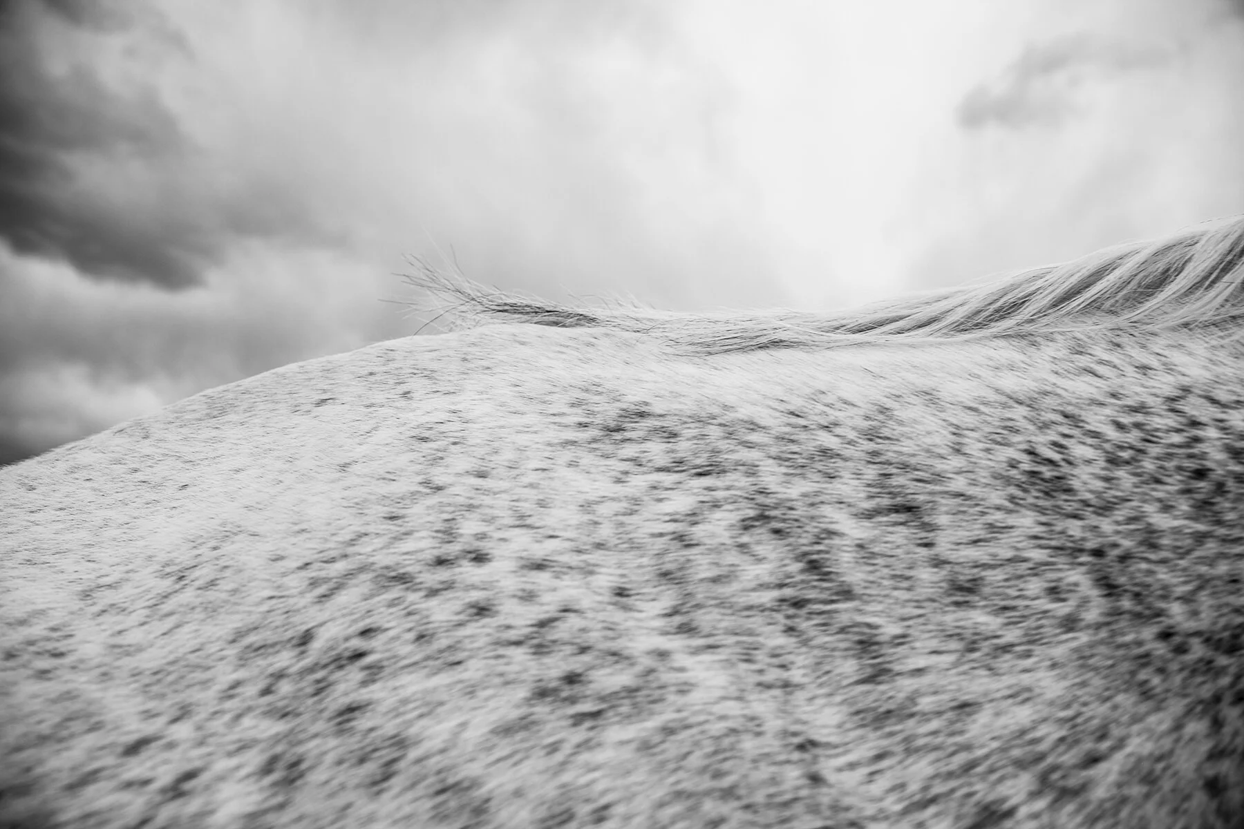 _the_mares_10.jpg