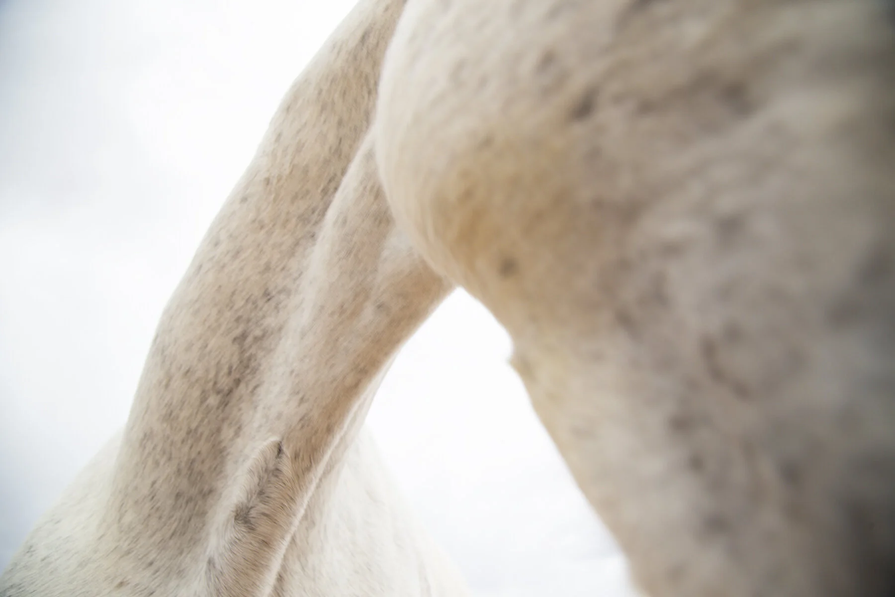 _the_mares_11.jpg