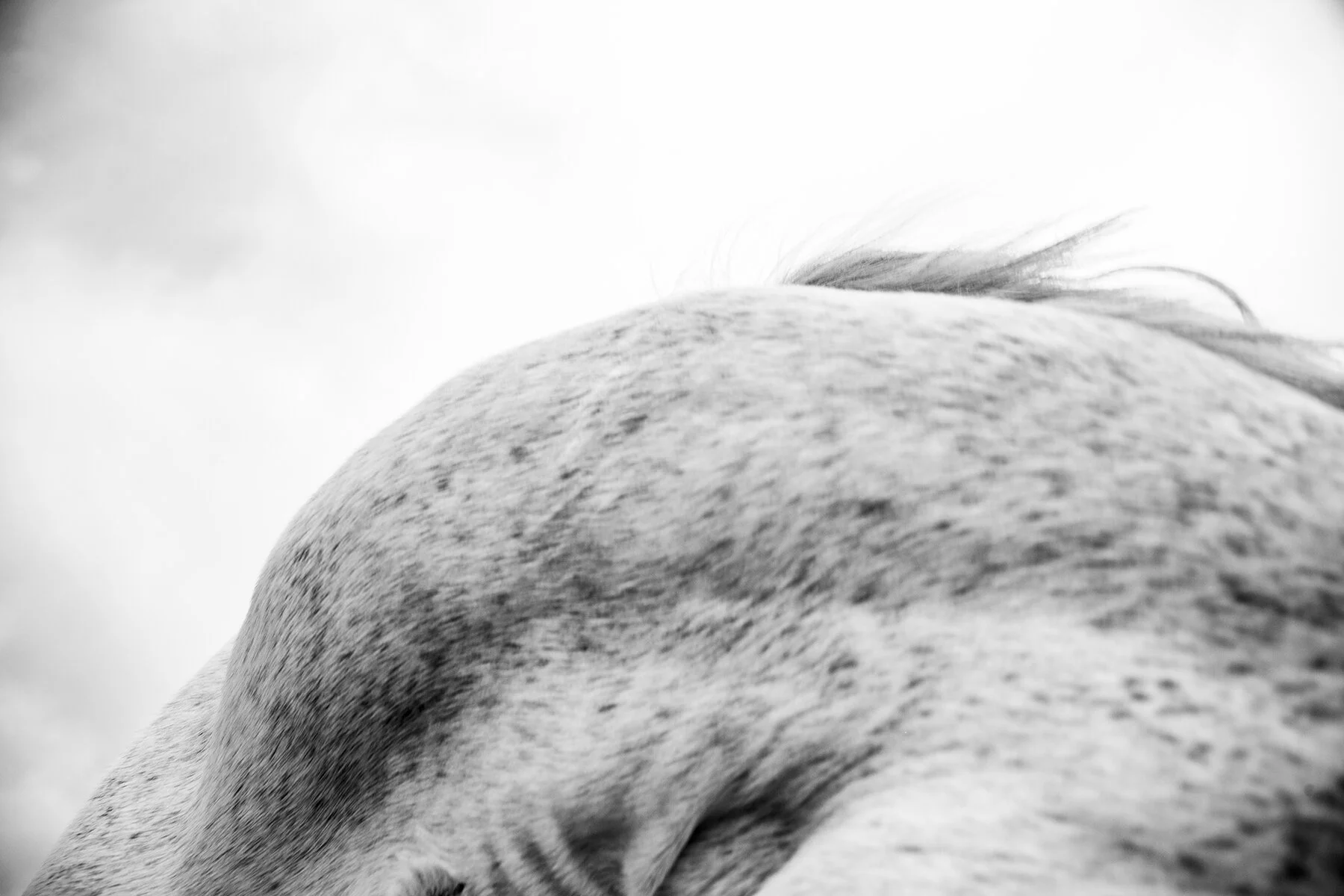 _the_mares_16.jpg