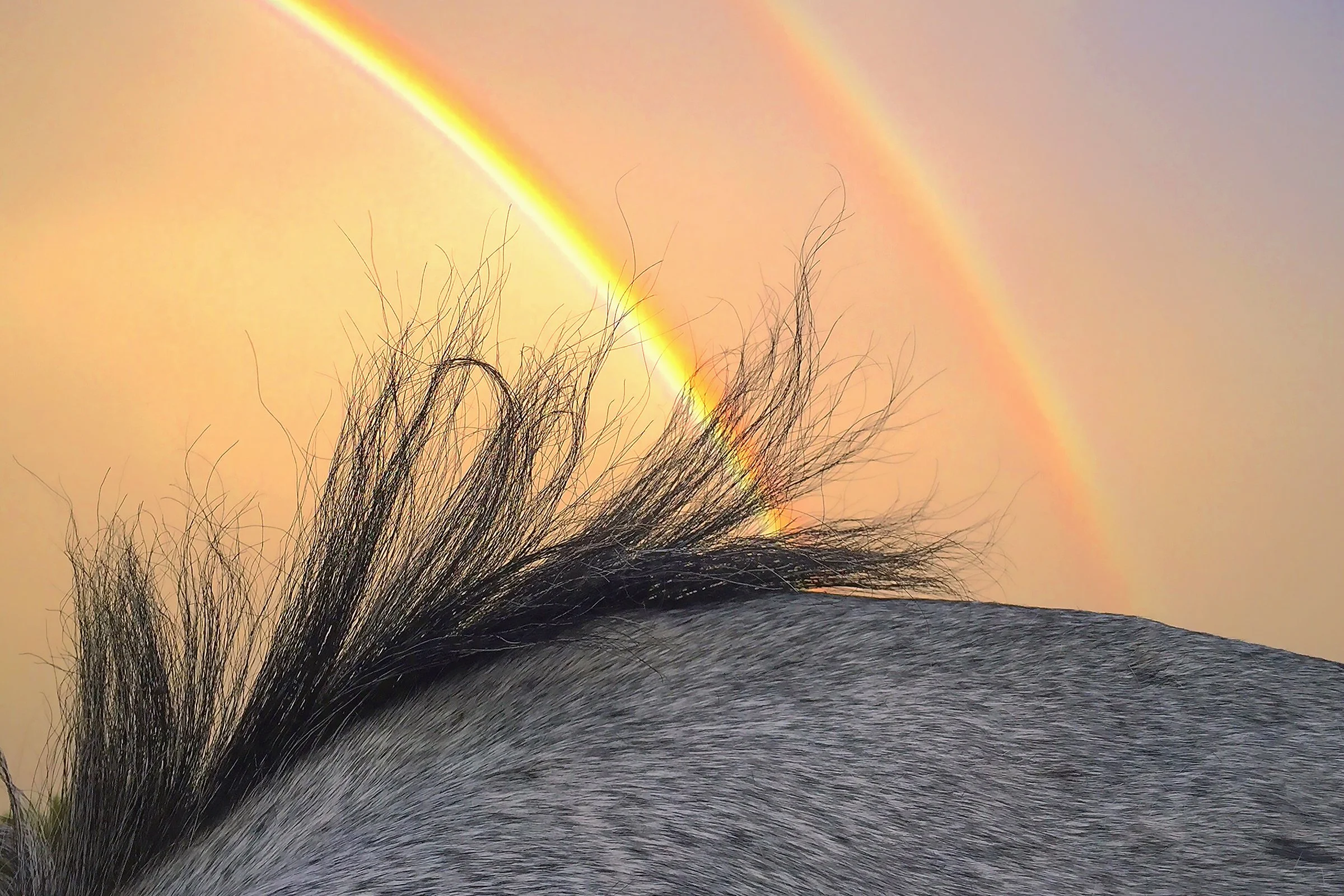 chama_double_rainbow.jpg