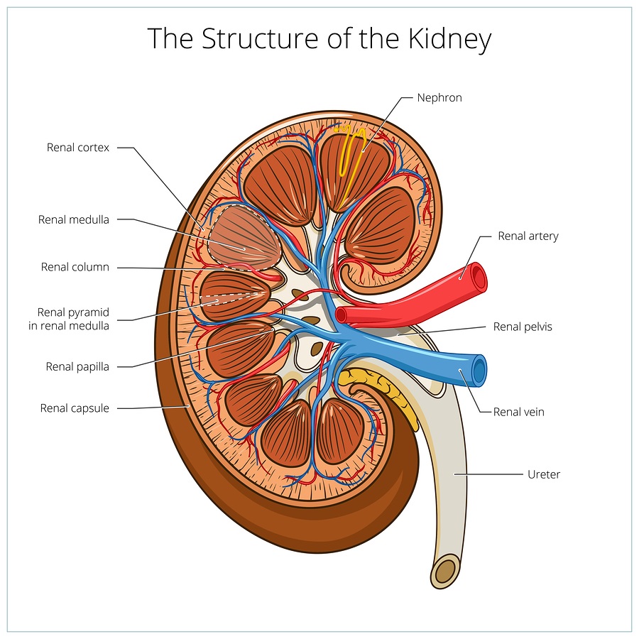 kidneystructure.jpg