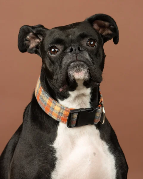 Pawww Snap Website -300.jpg
