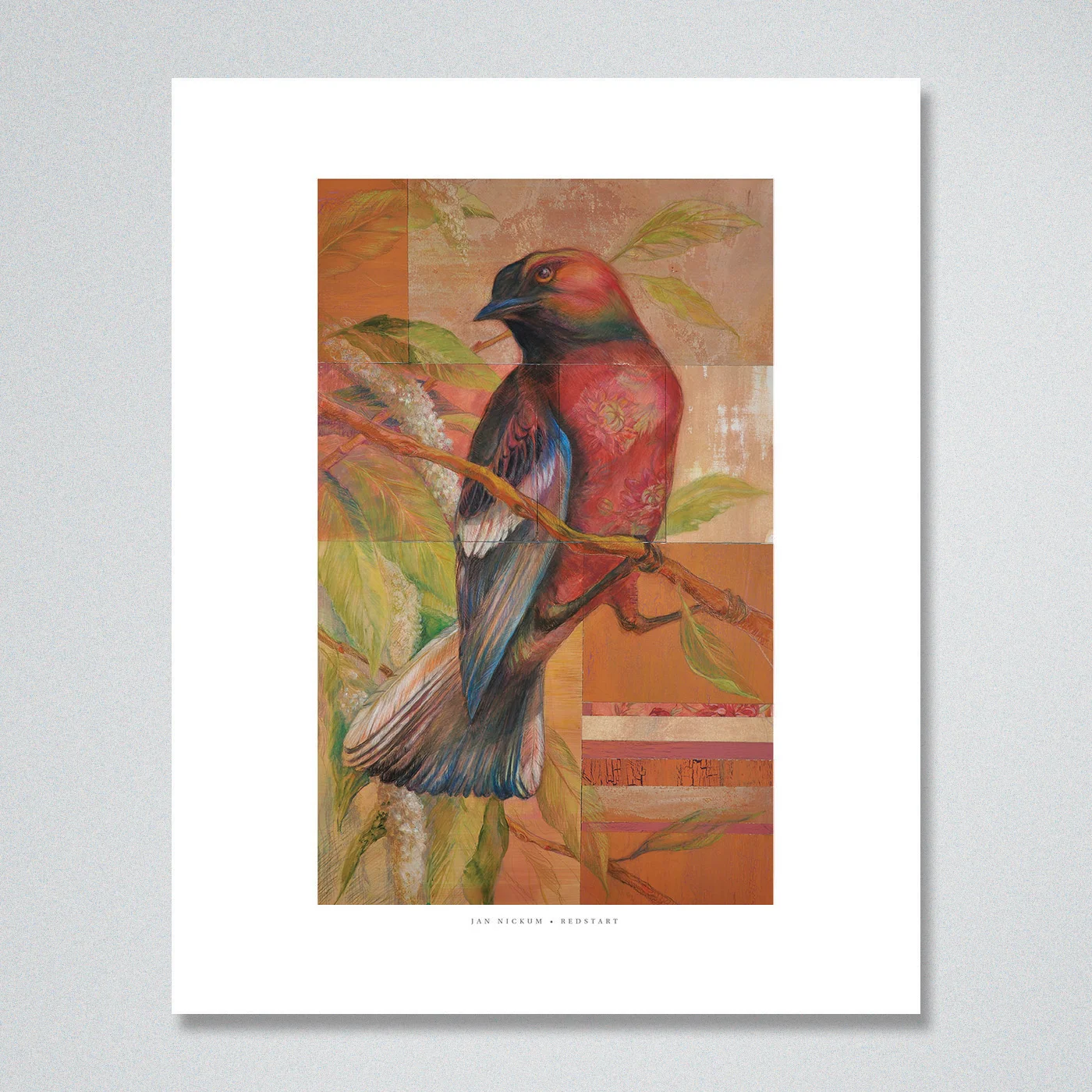Redstart_16x20_2.jpg