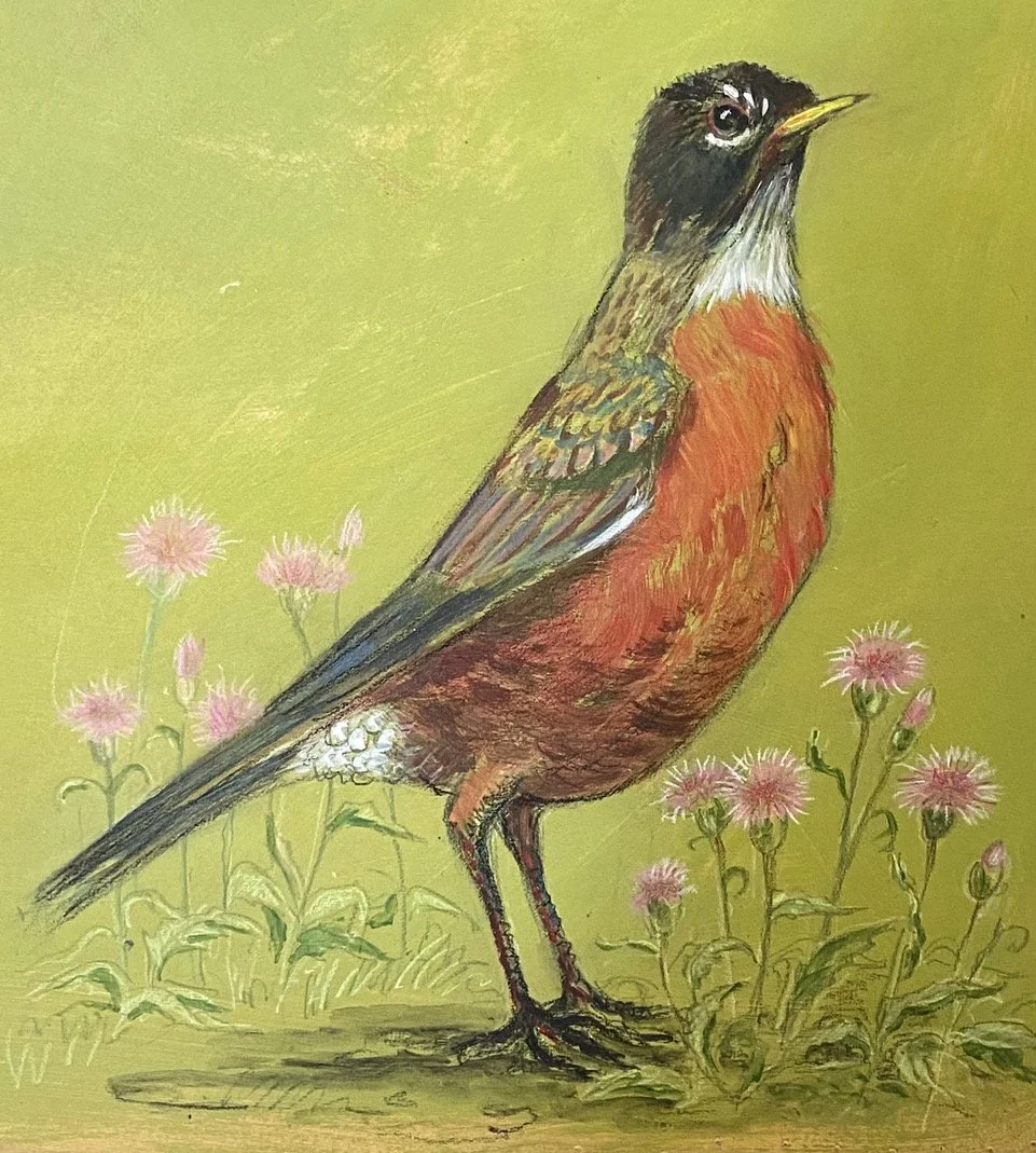 American Robin, 10h x 10w, acrylic & pencil