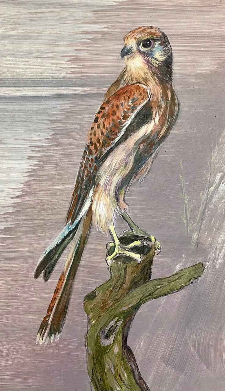 Kestrel, 18h x 10w, acrylic & pencil