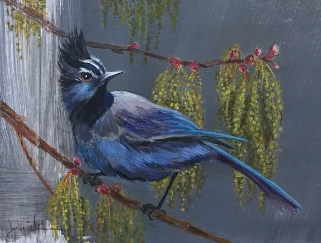   Stellar’s Jay   8×12  acrylic    SOLD  