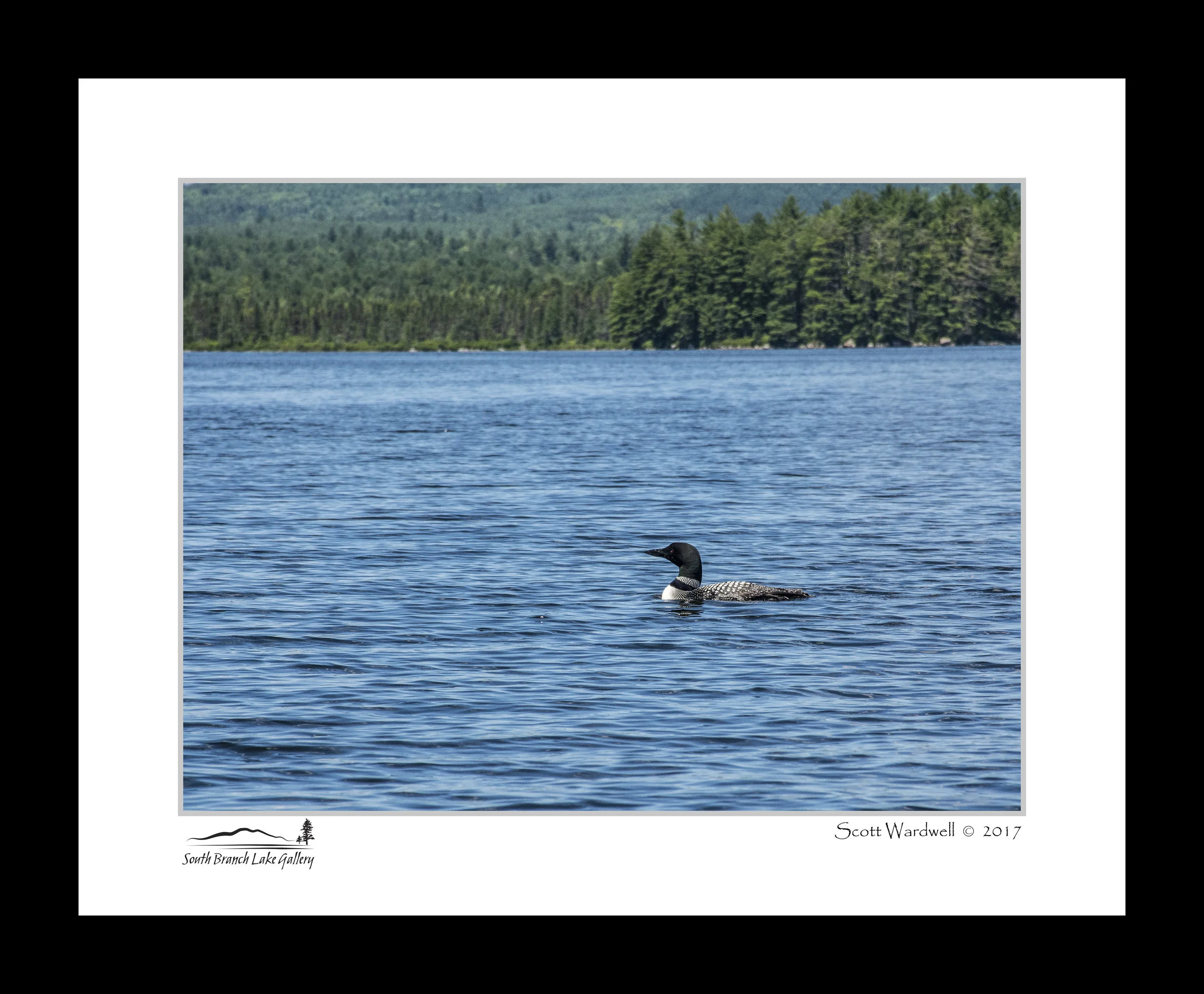 COMMON LOON