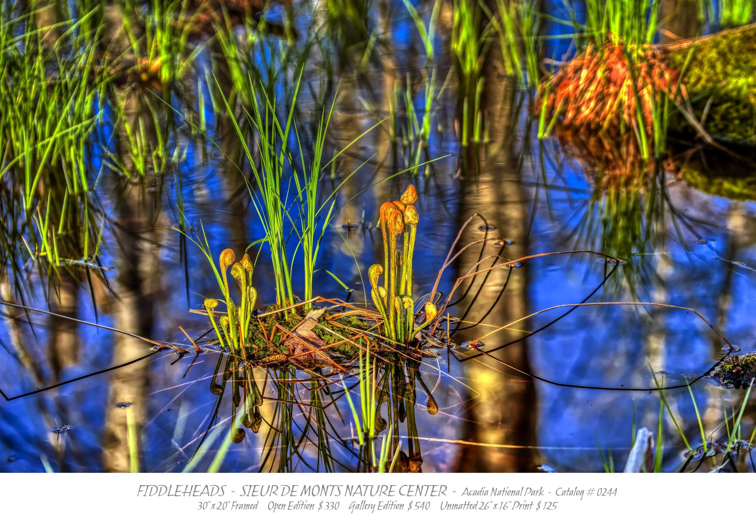0244 - FIDDLEHEADS NATURE CENTER - 06.19.25 - TITLE BLOCK.jpg