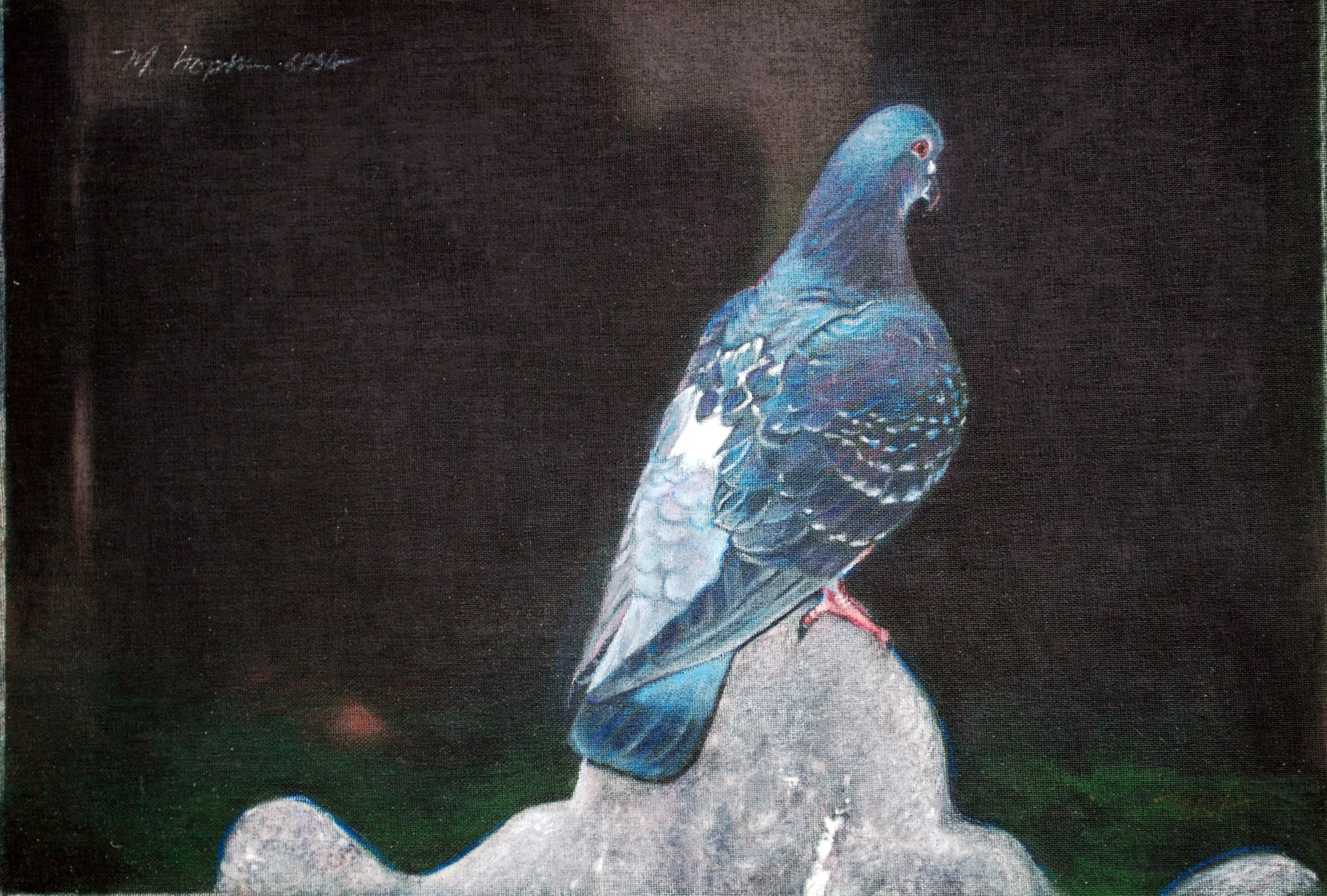 Trinity-Pigeon-11.jpg