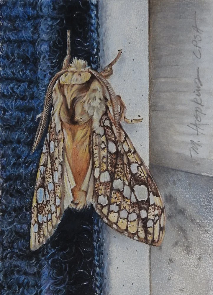 Hickory Tussock Moth