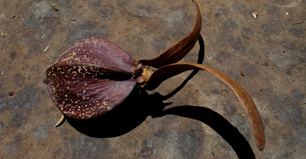 The Arkitrek logo is a seed from a rare tropical hardwood tree Dipterocarpus exalatus (local name Keruing rapak) photographed in Maliau Basin.